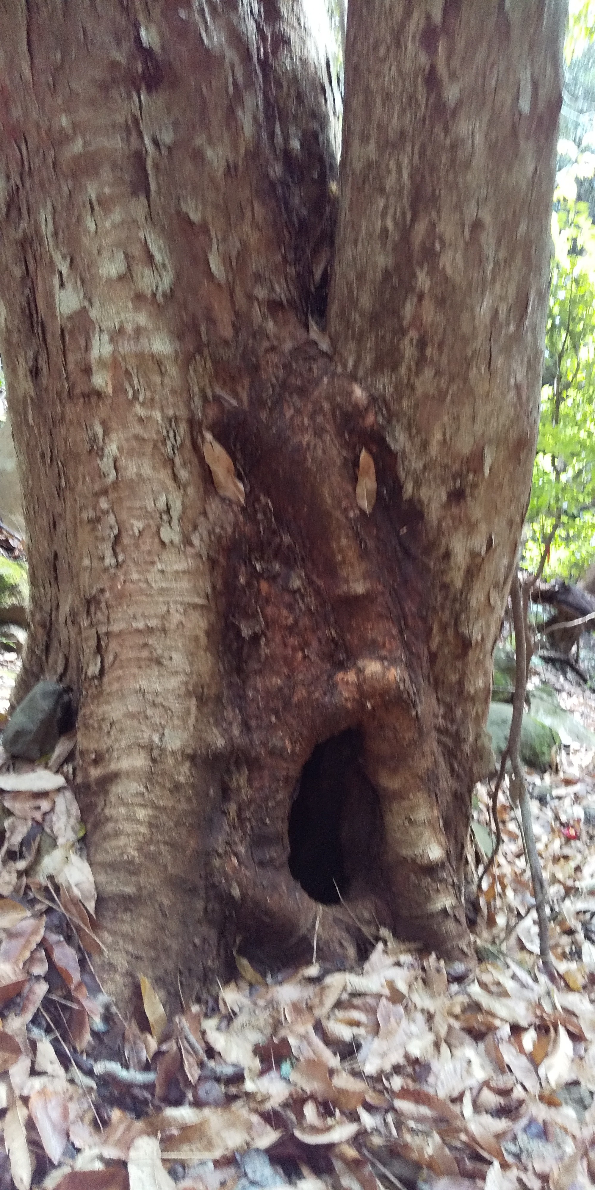 面白い 白馬山大法山 えいぴょんさんの大法山 白馬山 三高山の活動データ Yamap ヤマップ