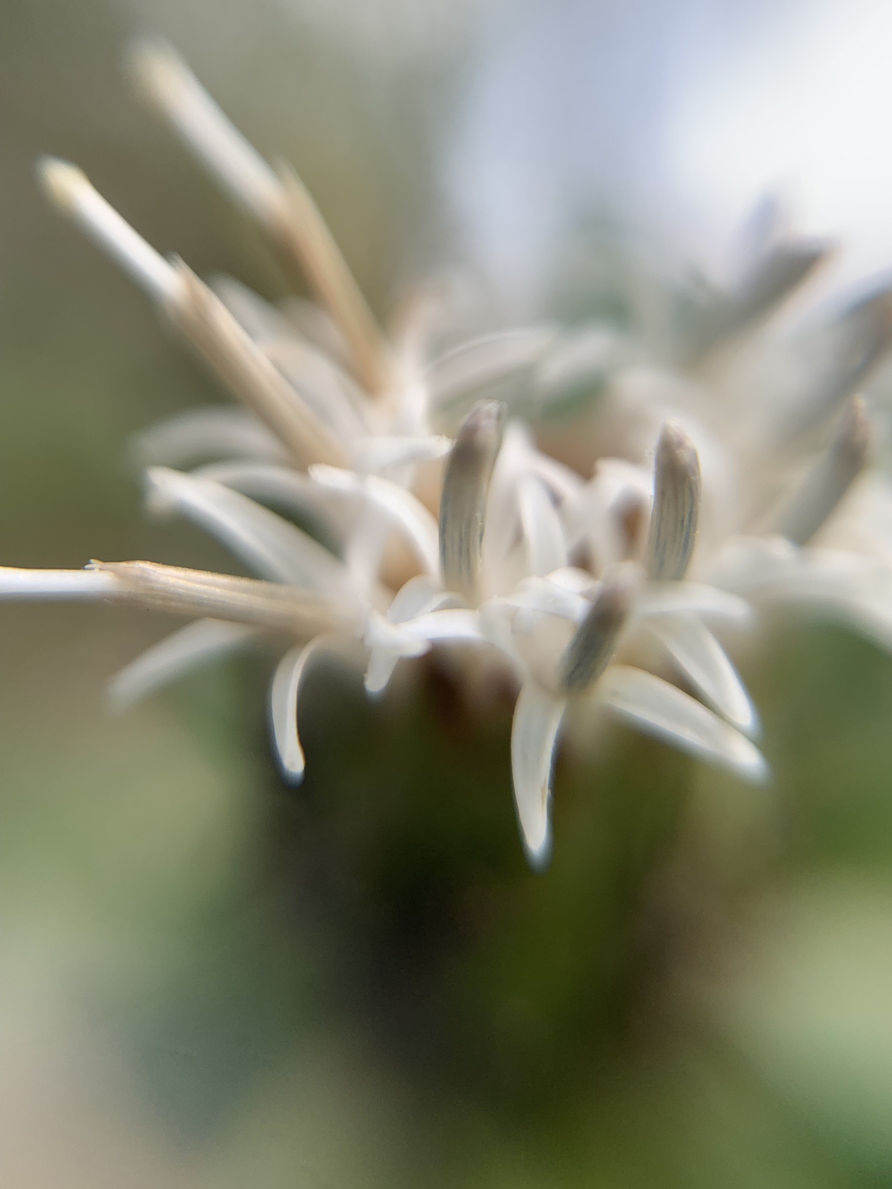 待ちわびた四王寺山のオケラ 19 10 06 とっこさんの四王寺山 大城山 大原山の活動日記 Yamap ヤマップ