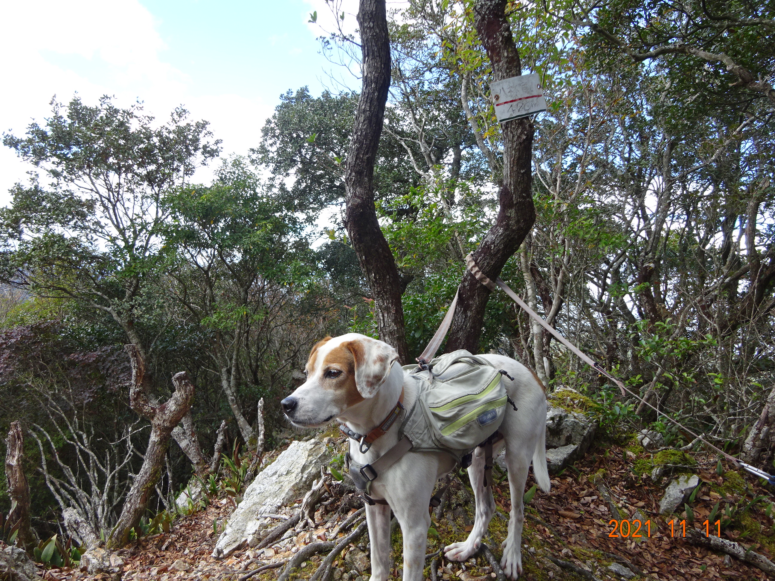 八祢宜山 / たくさんの南伊勢町の活動データ YAMAP / ヤマップ