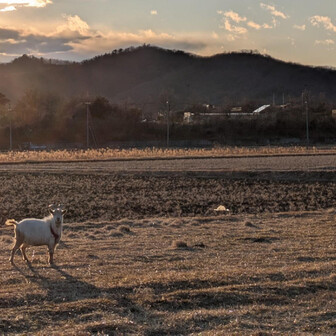 両崖山・仙人ヶ岳・石尊山 お手紙運ぶ🐐白ヤギさんもいた