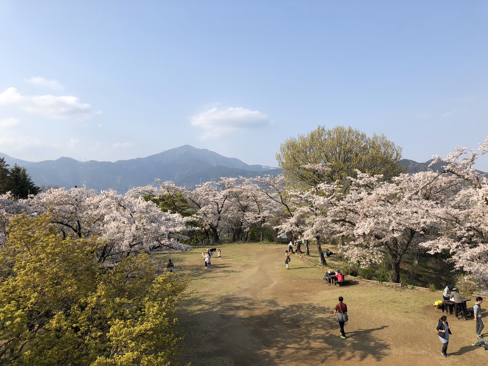 満開の桜 権現山 弘法山 ふなおこさんの弘法山の活動データ Yamap ヤマップ