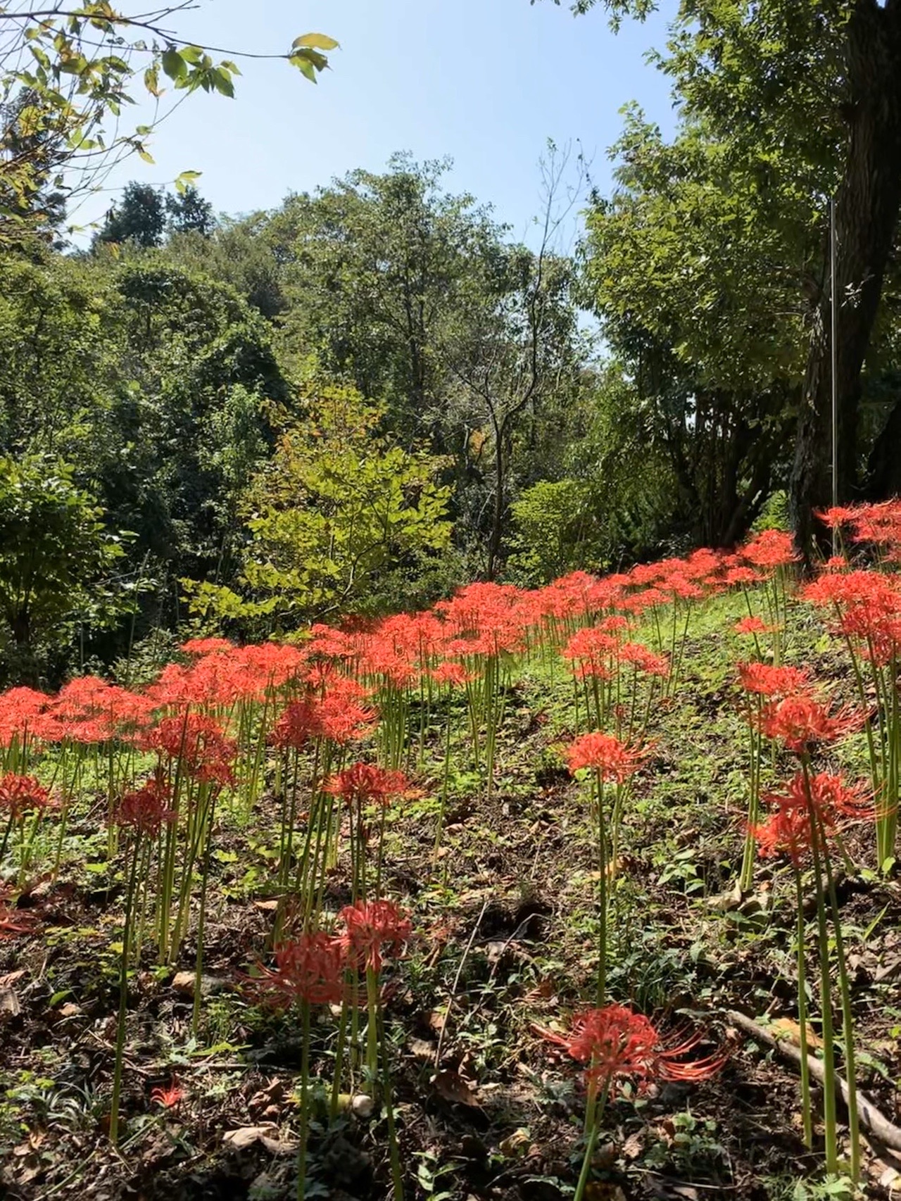 陣馬山から高尾山へ どこまで行けるかな おもと313さんの高尾山 陣馬山 景信山の活動データ Yamap ヤマップ