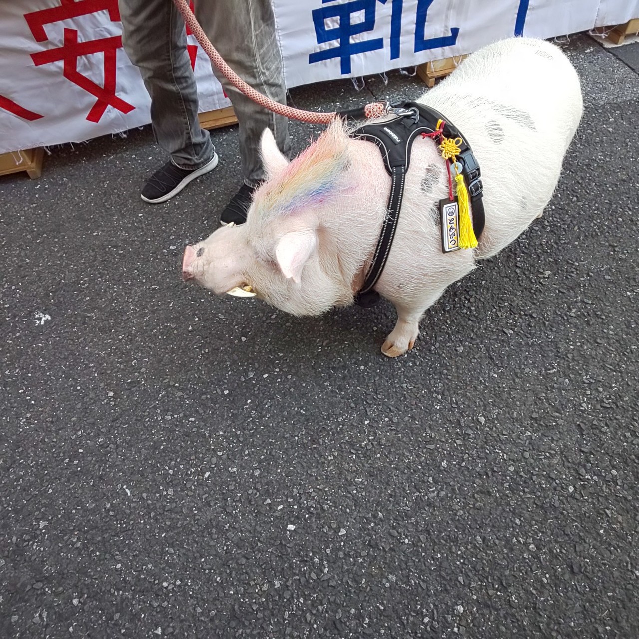 南千住 三ノ輪てくてく靴祭り 酉の市with姉 キッコロさんの東京都23区 東エリアの活動日記 Yamap ヤマップ