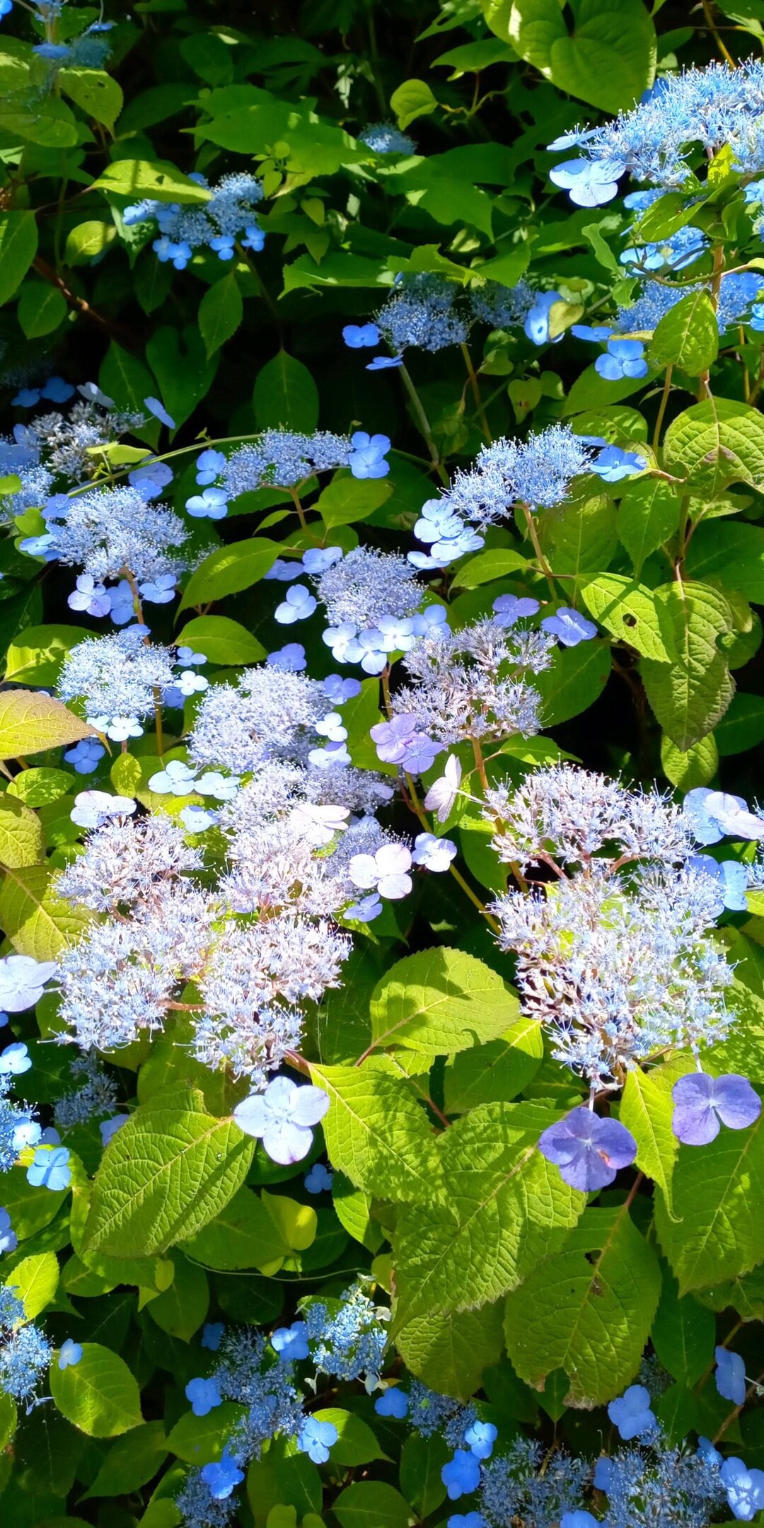 黒森山20230701 / 盛岡のジョージさんの黒森山・朝島山の活動データ YAMAP / ヤマップ