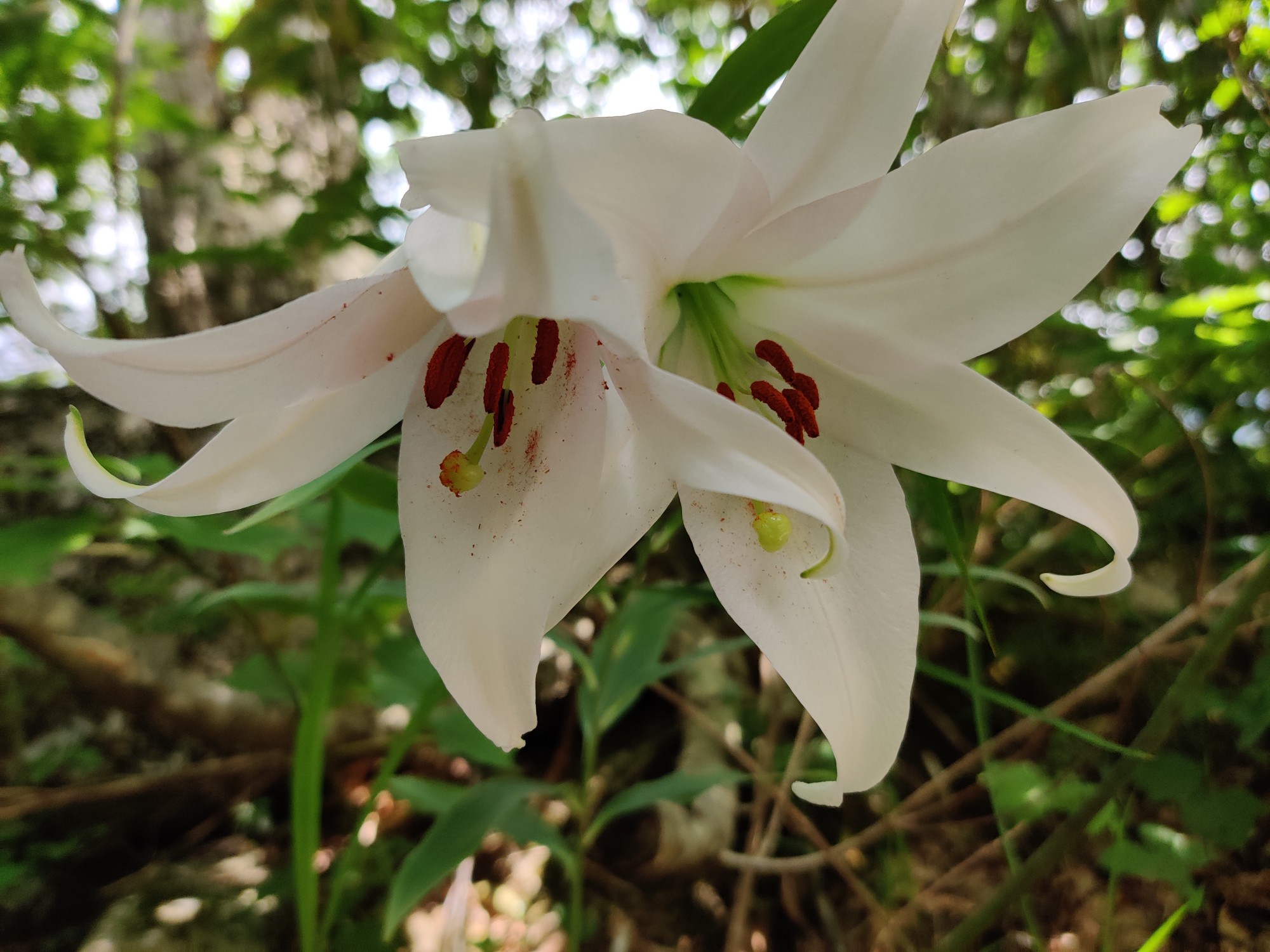 中山 山菜じいさんの大熊山 クズバ山 中山の活動データ Yamap ヤマップ