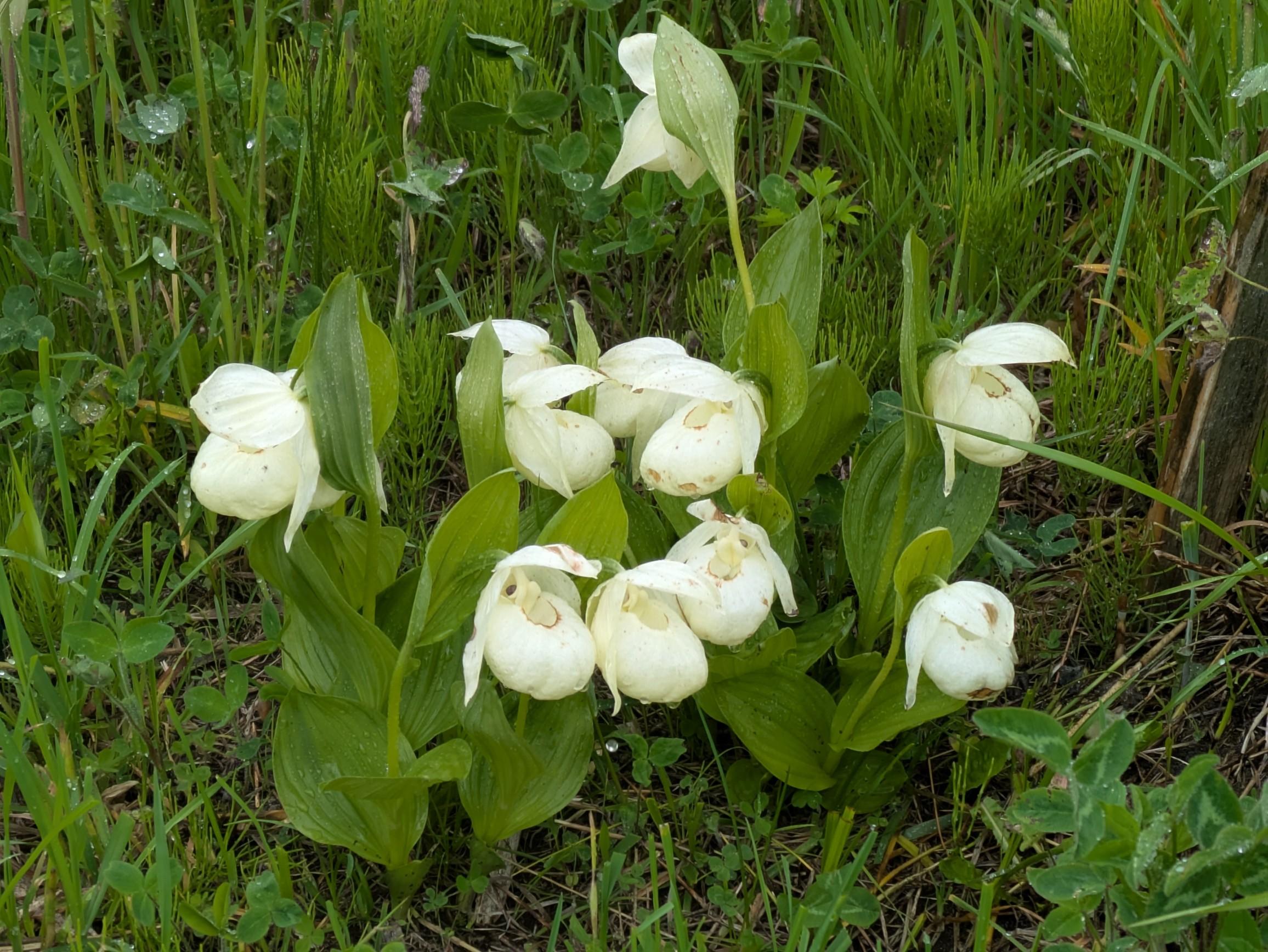 F25 礼文アツモリソウ F25 礼文アツモリソウ 山野草 礼文アツモリソウ（F25） 鉢花