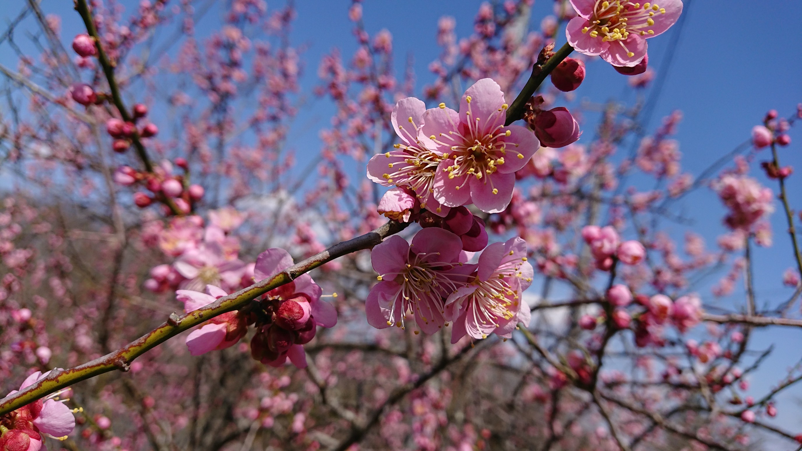 小さな春を探して 船岡城址公園 03 21 桜ママさんの柴田町の活動データ Yamap ヤマップ