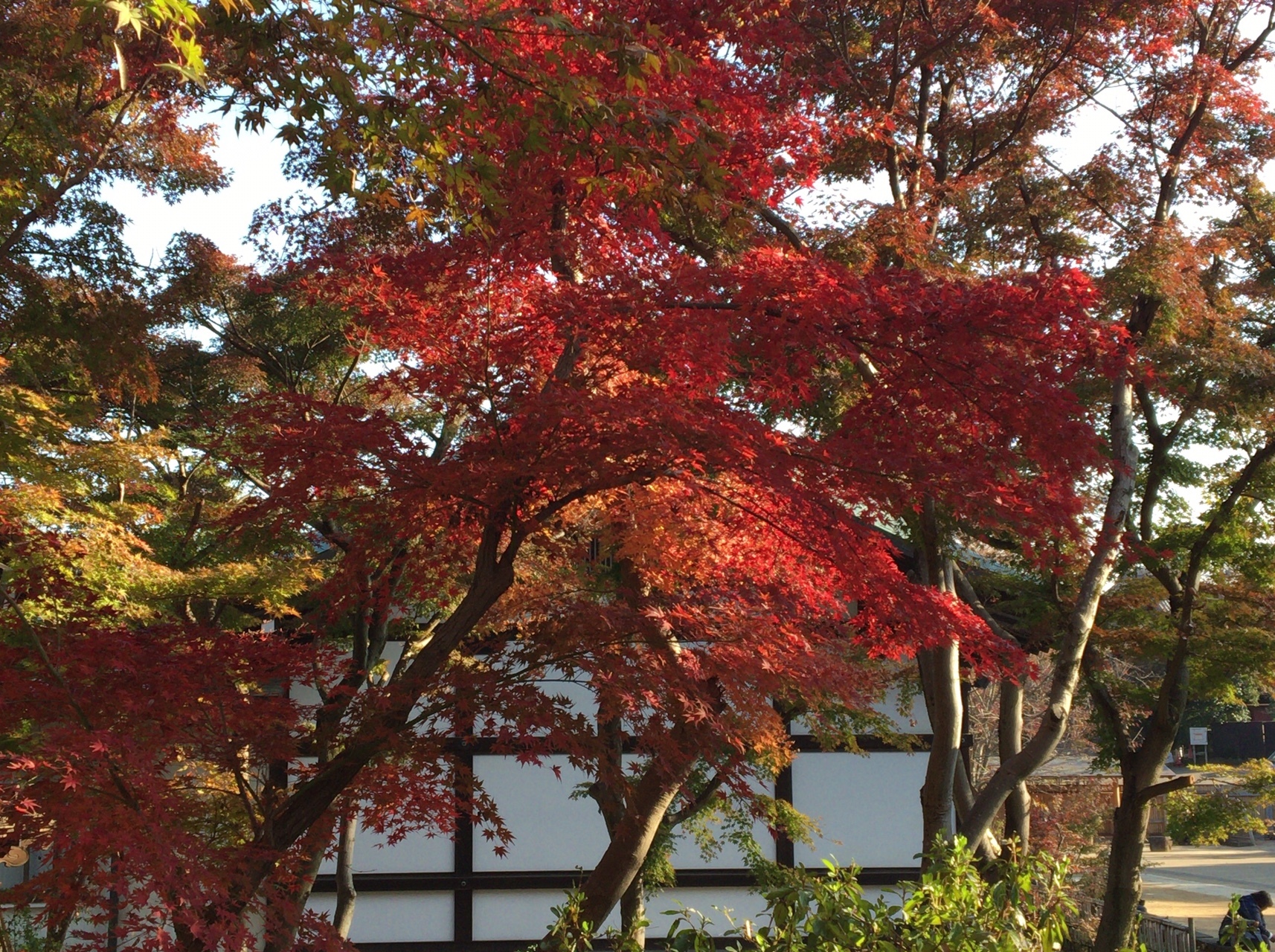 千葉県松戸市 紅葉の本土寺と東斬寺 エル丸さんの松戸市の活動データ Yamap ヤマップ
