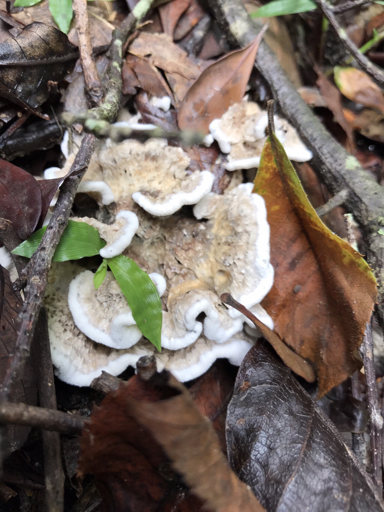 谷上山 愛媛森林公園 きのこ探訪 19 08 25 元気うさぎさんの谷上山の活動日記 Yamap ヤマップ