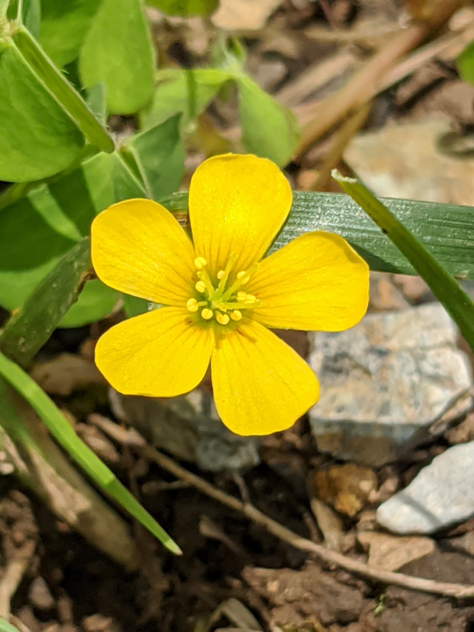 初ナイトハイクは伊吹山へ きっこさんの伊吹山 伊吹高原 御座峰の活動日記 Yamap ヤマップ
