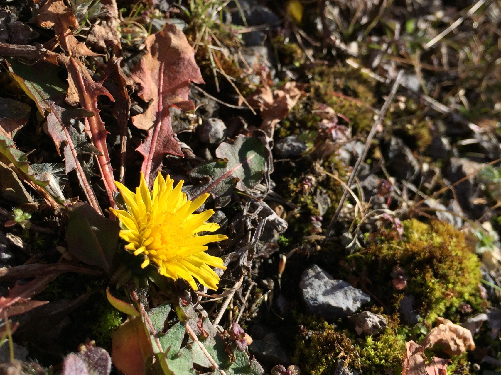 坊がつる吉部コース とっこさんの九重山 久住山 大船山 星生山の活動データ Yamap ヤマップ