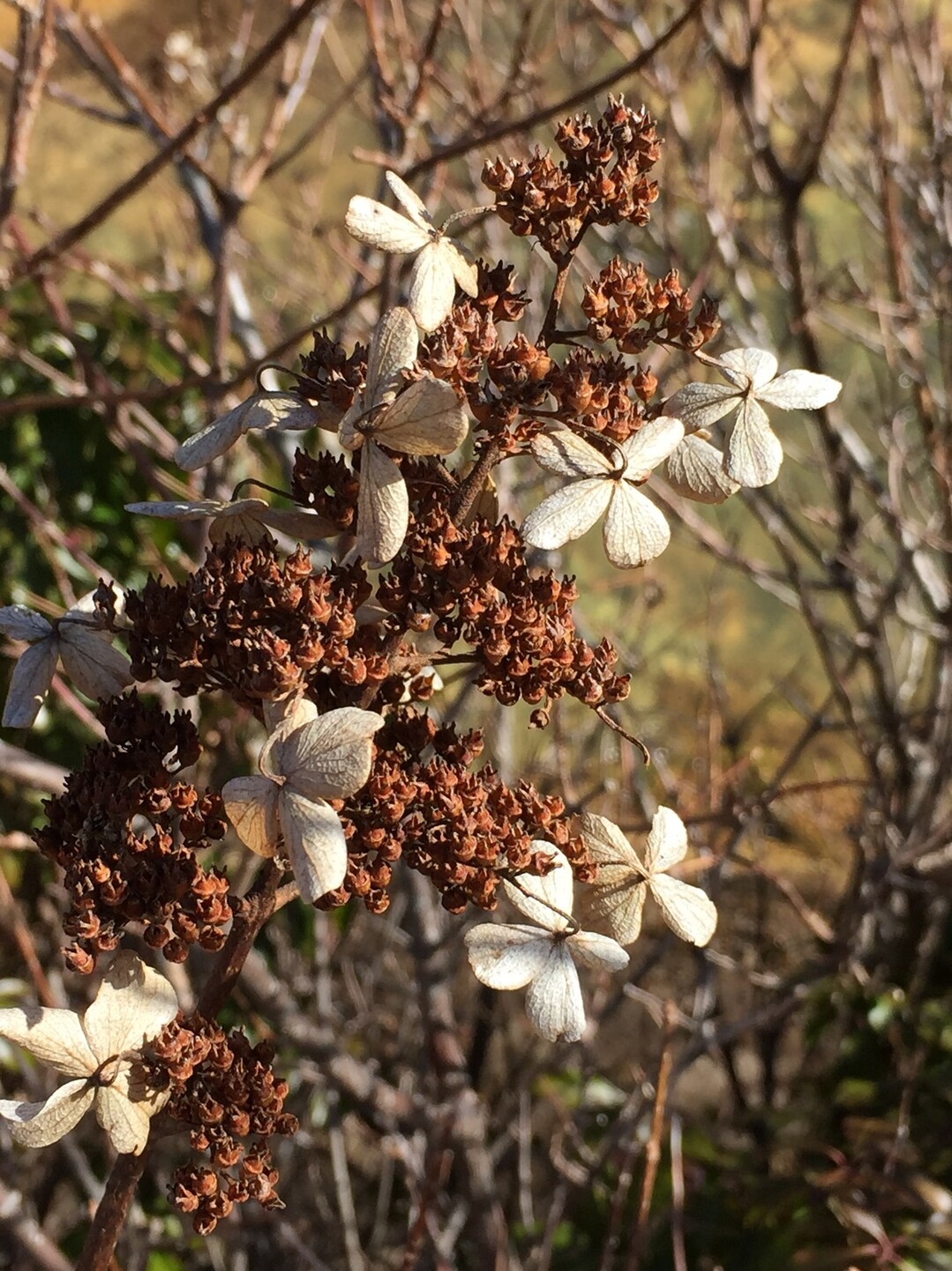 坊がつる吉部コース とっこさんの九重山 久住山 大船山 星生山の活動データ Yamap ヤマップ