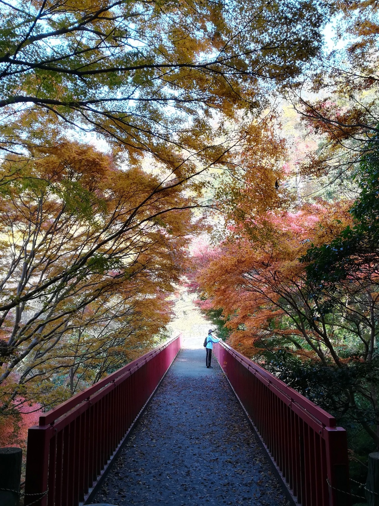 枚岡公園 豊浦橋周辺の紅葉 Haruさんの生駒山 神津嶽 大原山の活動日記 Yamap ヤマップ