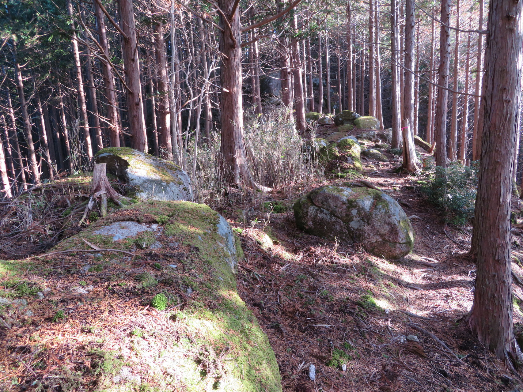 上葛川から笠捨山 地蔵岳へ 日帰りの山旅 キリコさんの笠捨山の活動日記 Yamap ヤマップ
