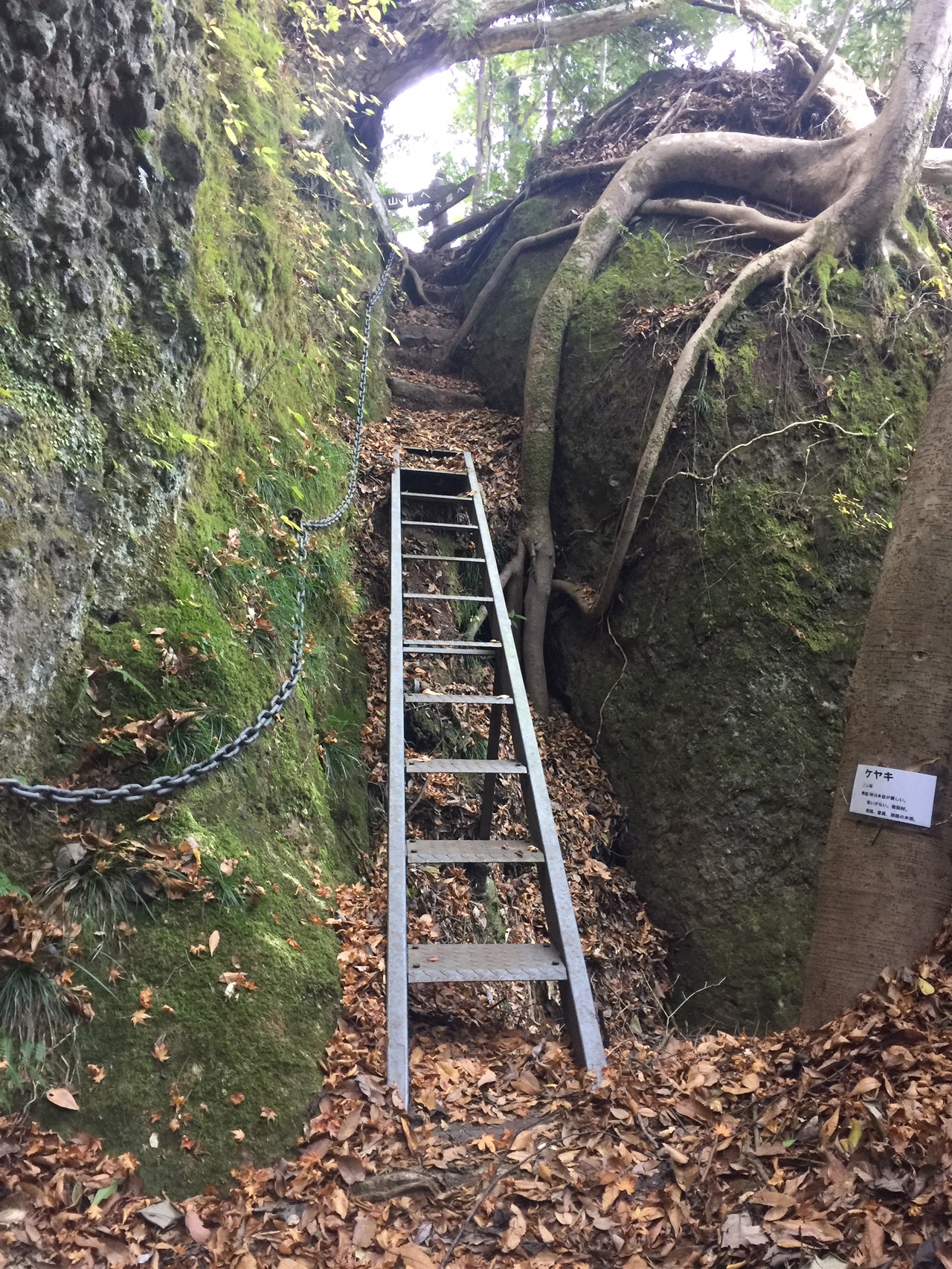 マムシ 踏んだ 鎖場 で足震え 登れず引き返せず立ち往生 やすさんの虚空蔵山 高見岳の活動データ Yamap ヤマップ