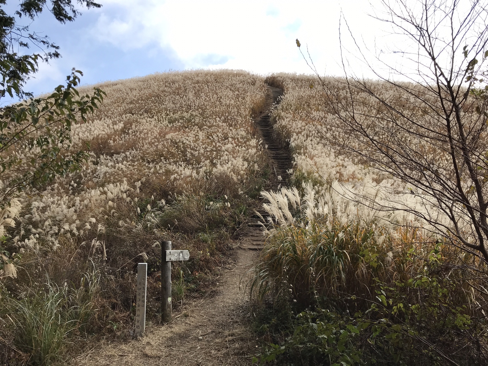 岩湧山 ススキの大パノラマ 小作さんの岩湧山 一徳防山 三石山の活動日記 Yamap ヤマップ