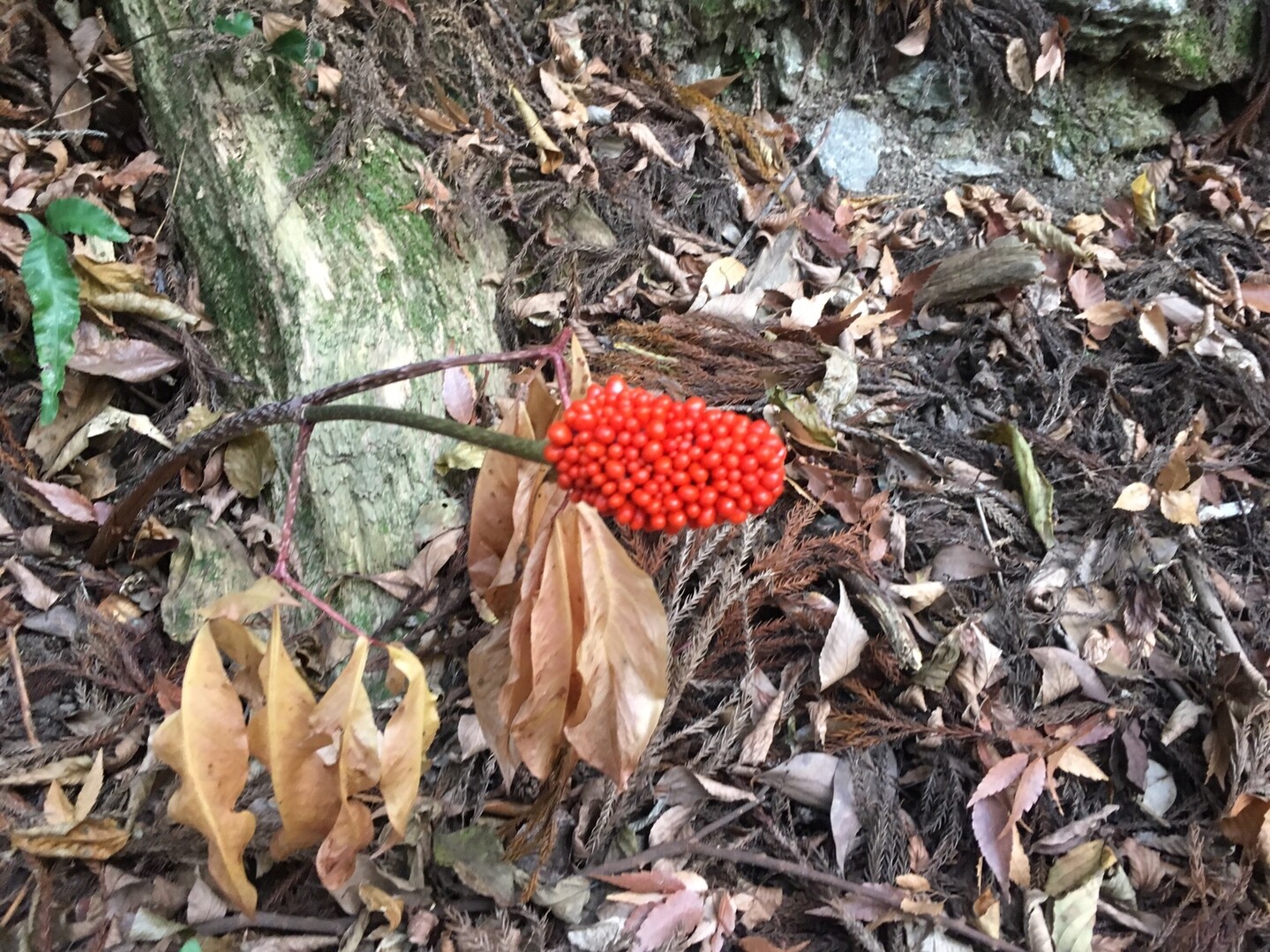 観光 紅葉シーズンの篠栗観光 山ういろうさんの篠栗町の活動日記 Yamap ヤマップ