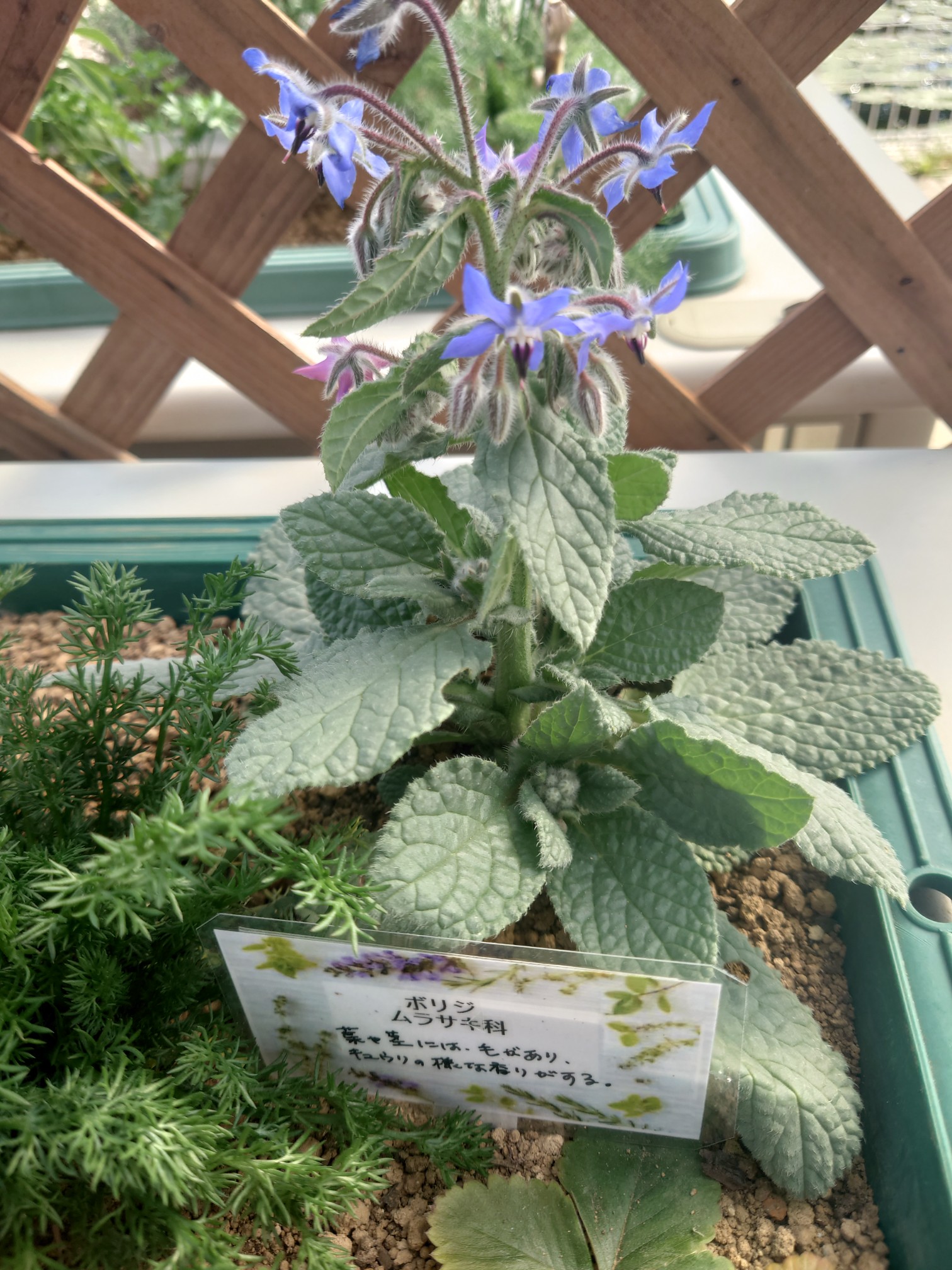 たまには野に咲く花以外も 日比谷花壇 大船フラワーセンター Ancさんの鎌倉市の活動日記 Yamap ヤマップ