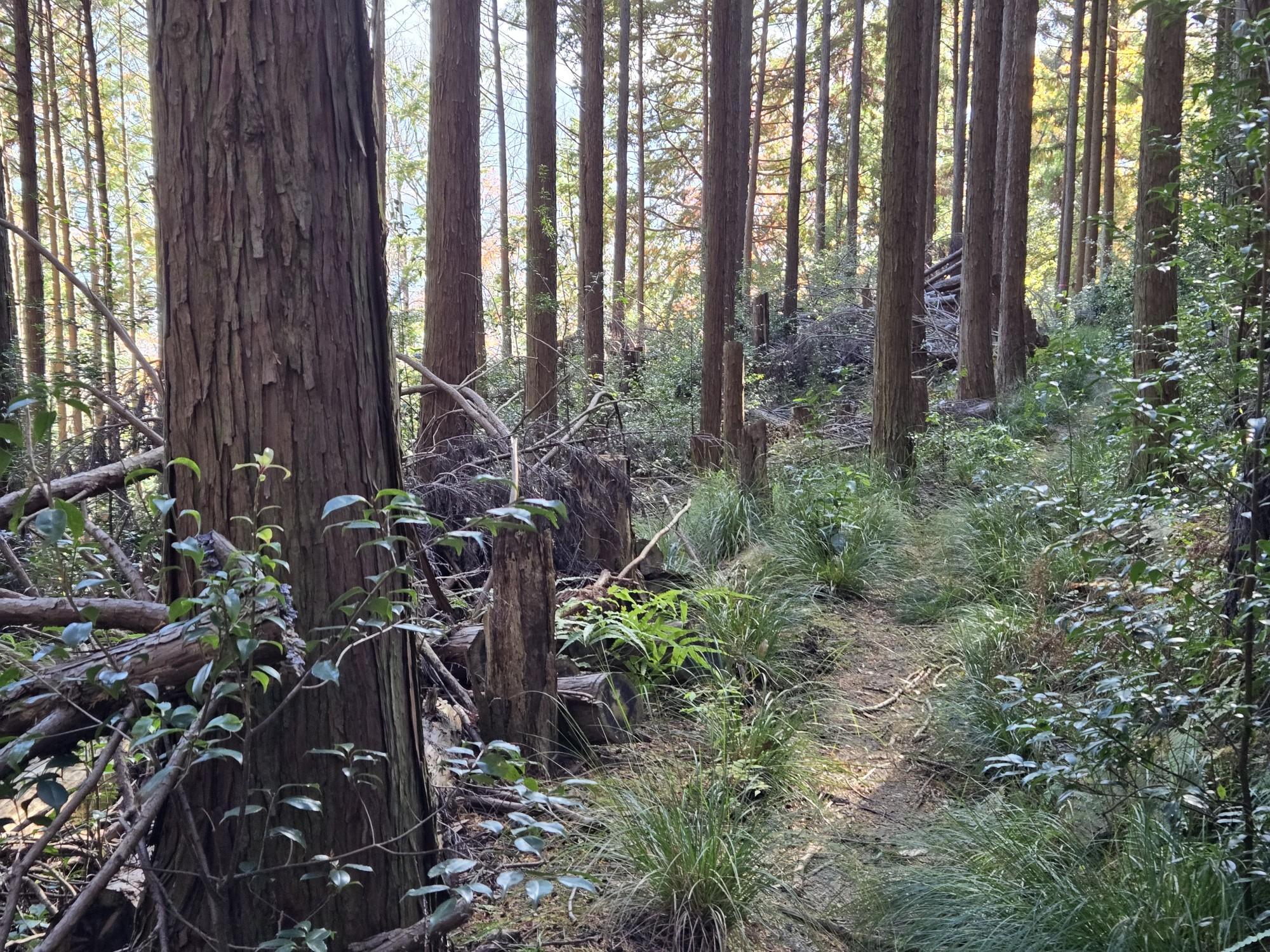 三輪山・巻向山・龍王山 ここはまだ間違って無かったがこの先で道間違える❗。