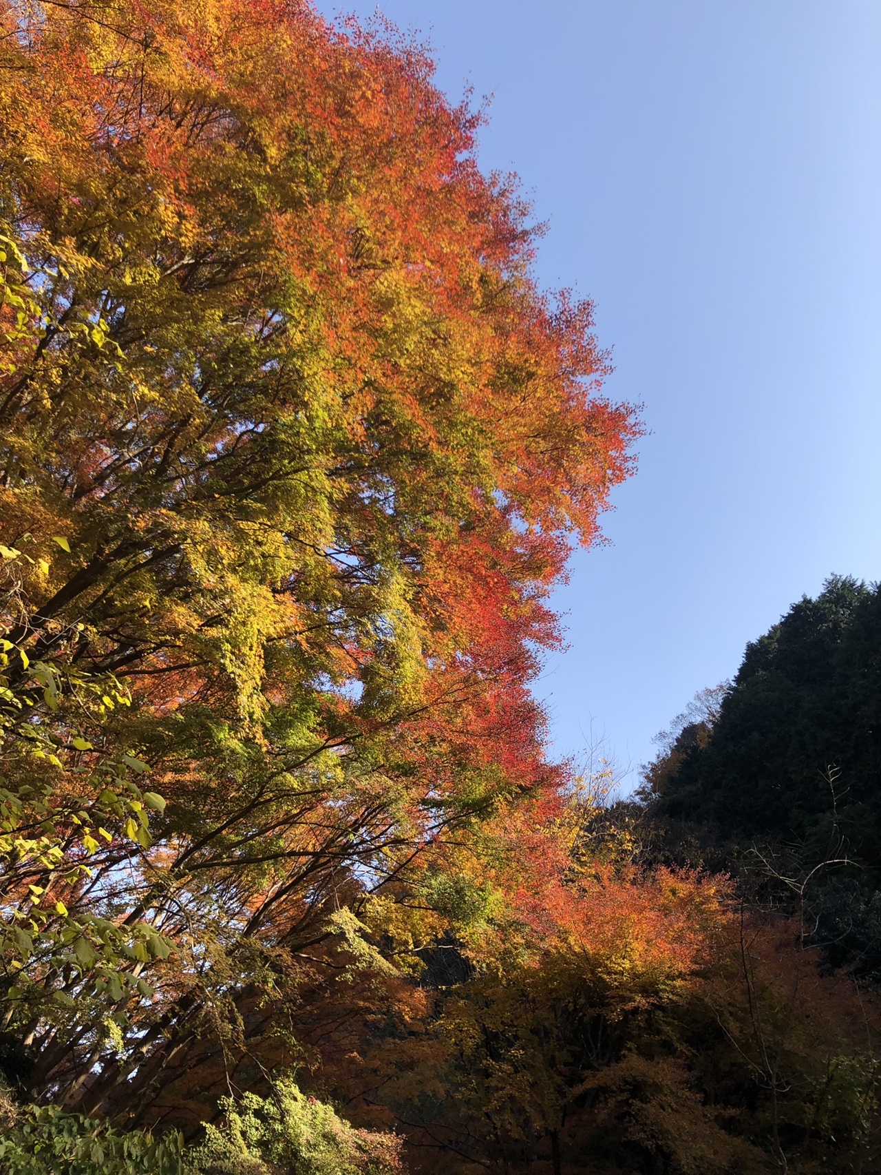 須磨浦公園から摩耶山まで 六甲全山縦走路 トレー二ング やっちゃんさんの六甲山 長峰山 摩耶山の活動日記 Yamap ヤマップ