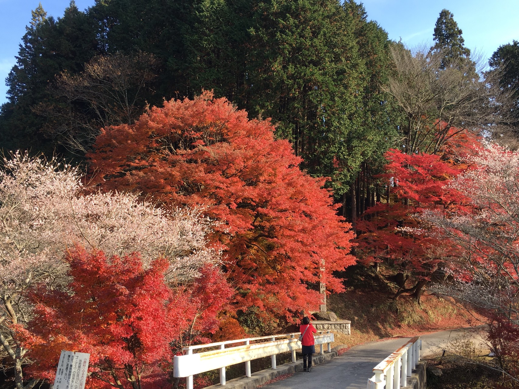 猿投山 紅葉 三昧 四季桜 花見 エミーノさんの猿投山 物見山の活動データ Yamap ヤマップ