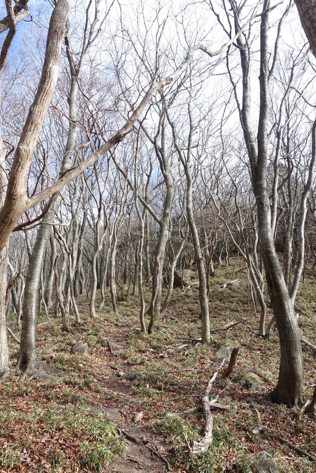 御在所岳郡界尾根 積雪期の下見兼歩荷トレ ウマコさんの御在所岳 御在所山 雨乞岳の活動データ Yamap ヤマップ