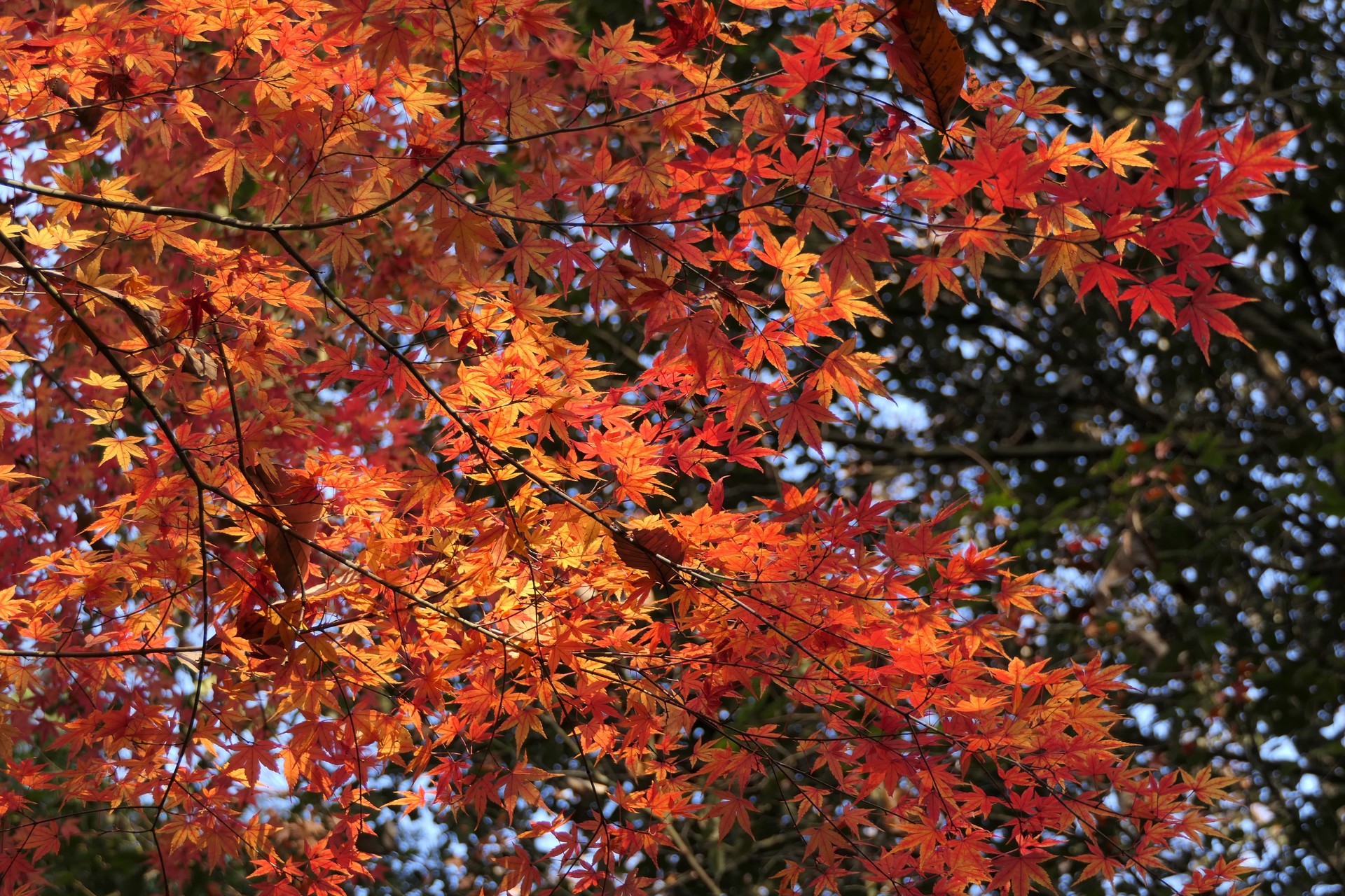 鷲峰山 矢掛町と真備町境の史跡を訪ねて Denaliさんの倉敷市 玉島 船穂 真備エリアの活動データ Yamap ヤマップ