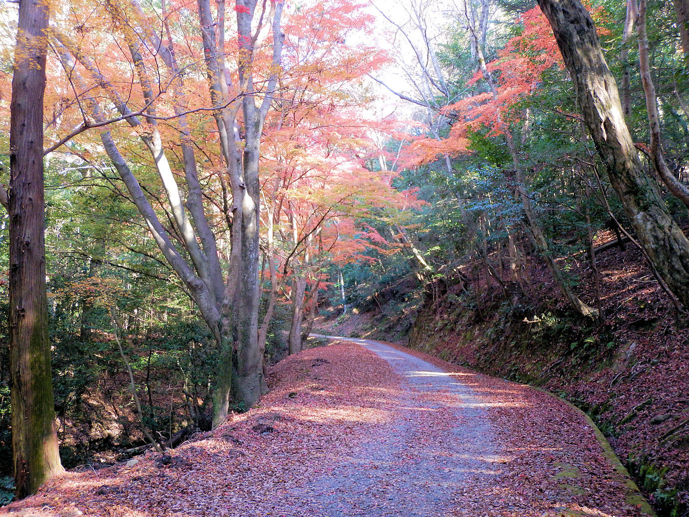 紅葉の世界遺産 春日山原始林を周遊し 若草山 奈良公園を歩く なかむらさんの奈良市 東部の活動データ Yamap ヤマップ