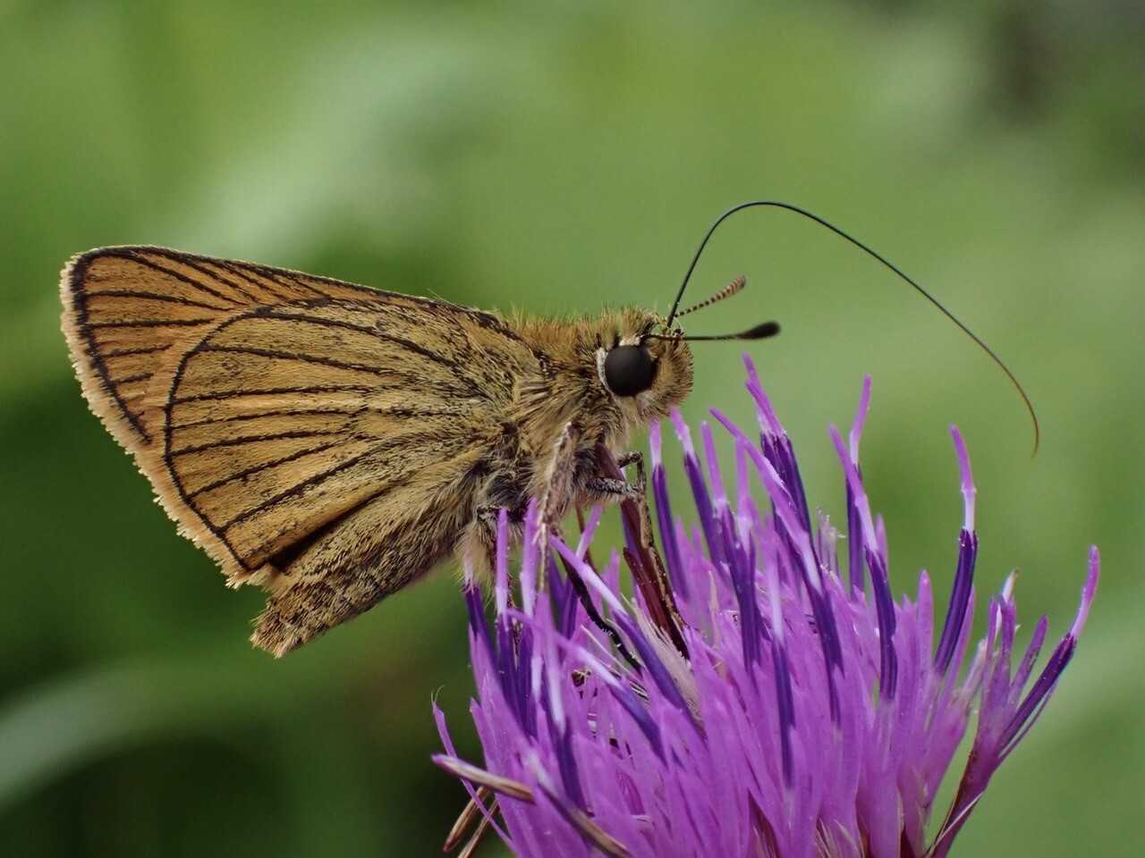 全てのセセリラバーへ捧ぐ くじゅうで出 カヲルさんのモーメント Yamap ヤマップ