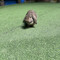 たま