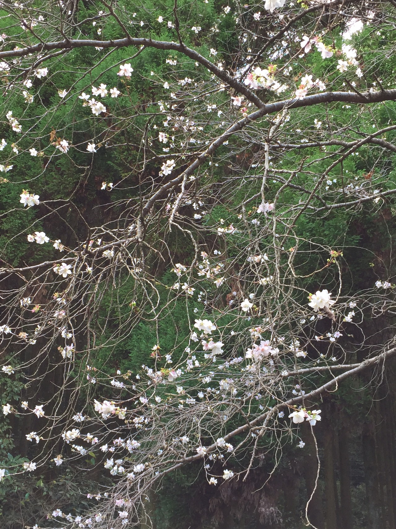 Jr城戸南蔵院前駅から若杉山 篠栗駅へ べちこジャンプさんの篠栗町の活動データ Yamap ヤマップ
