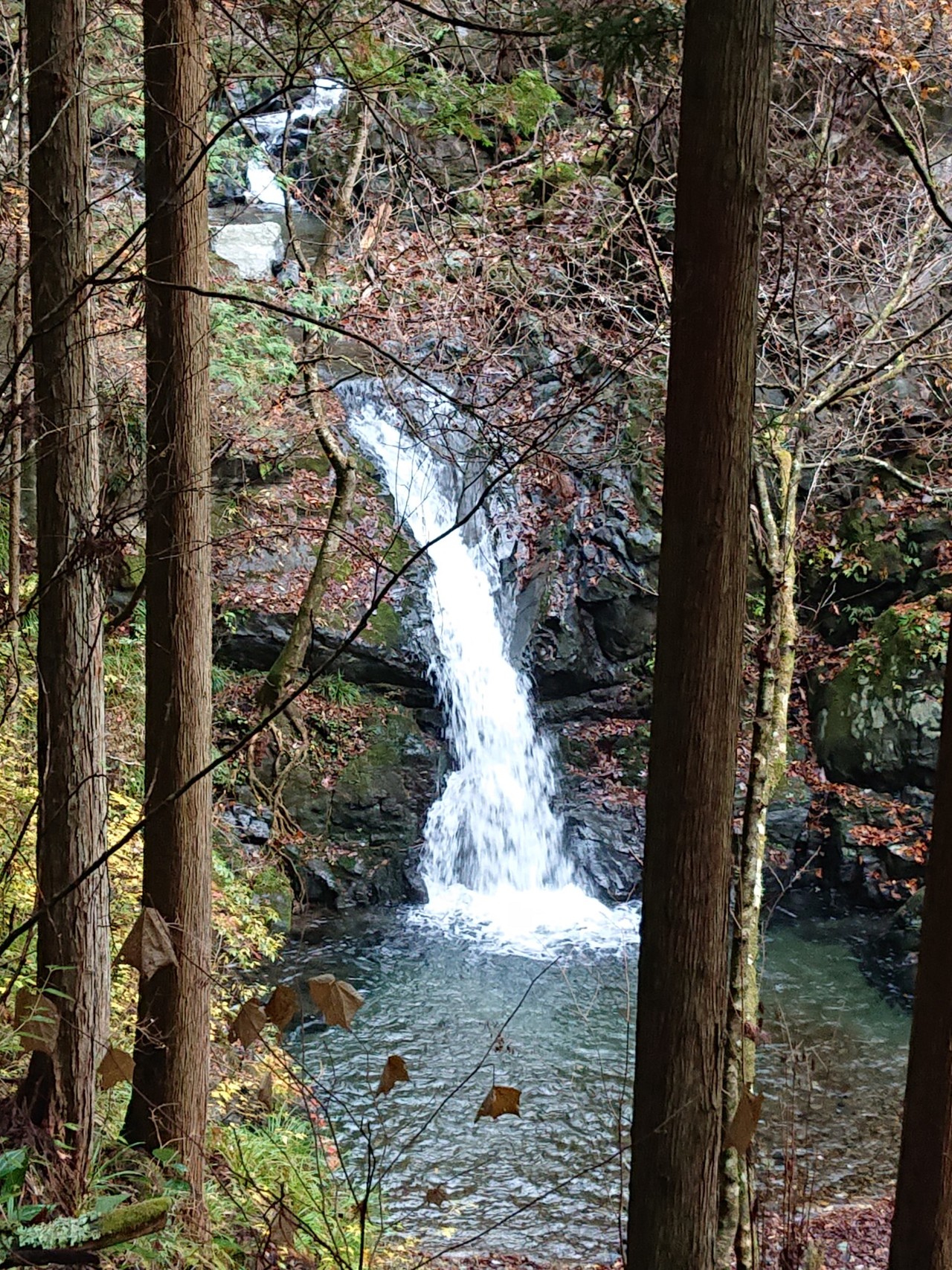 塩地谷右岸径から三ッドッケ 天目山 ヨコスズ尾根を下る みっちゃんさんの雲取山 鷹ノ巣山 七ツ石山の活動日記 Yamap ヤマップ