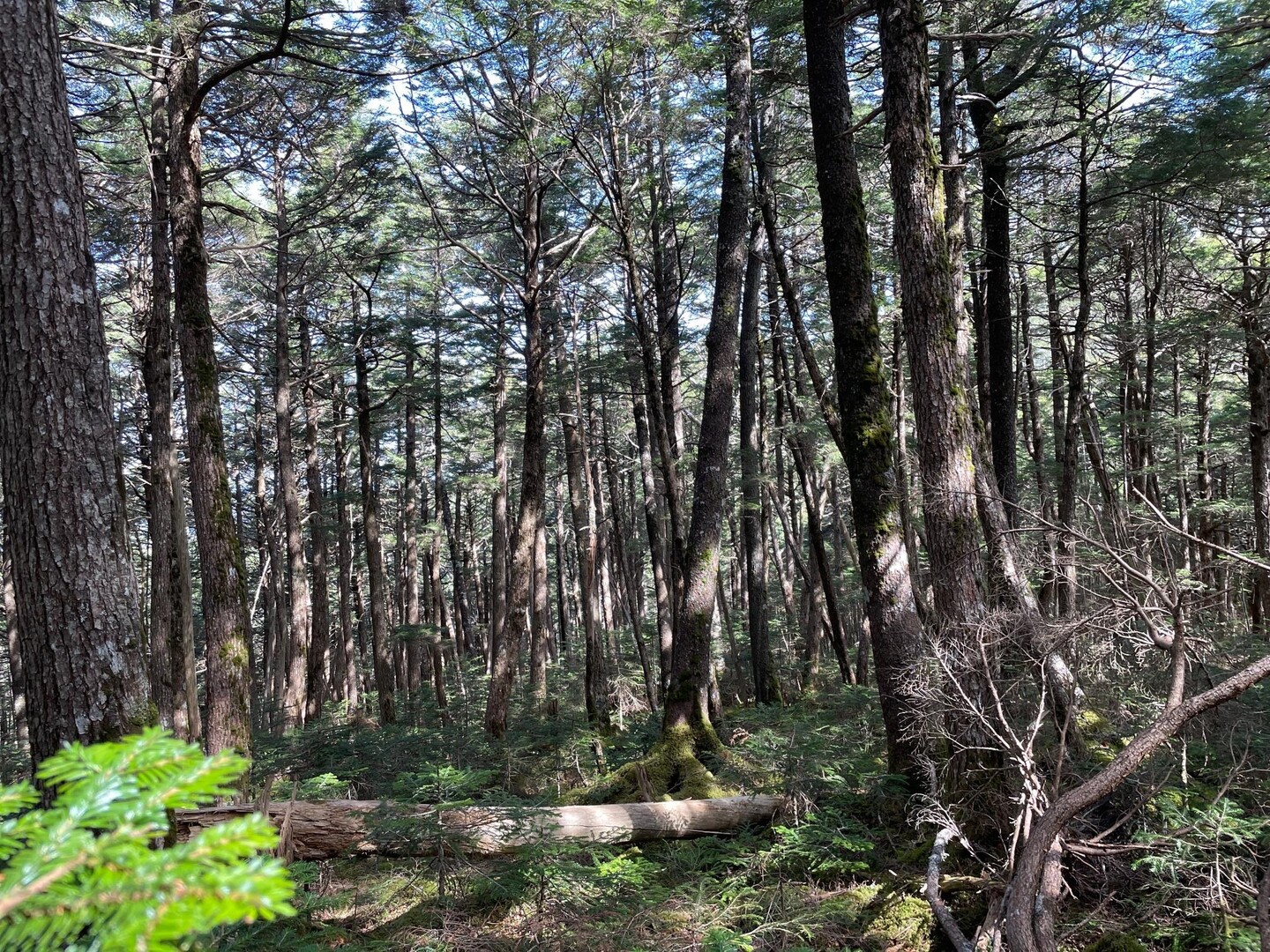 単独行で行く静寂の原生林 奥秩父小川山 / ふなさんの瑞牆山・金峰山の活動データ | YAMAP / ヤマップ