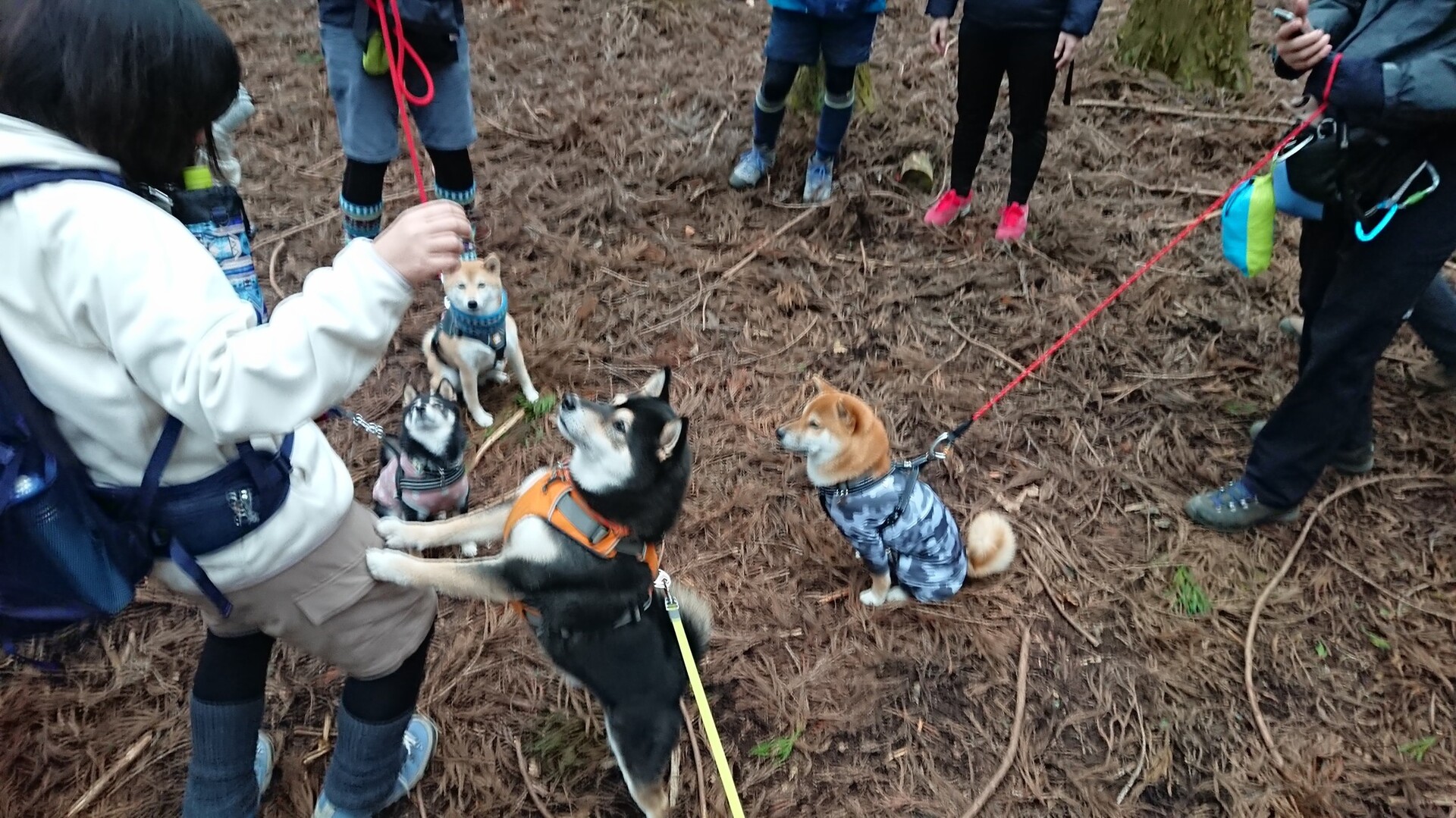関東柴犬会 In武甲山 イチシバさんの武甲山 伊豆ヶ岳 小持山の活動データ Yamap ヤマップ