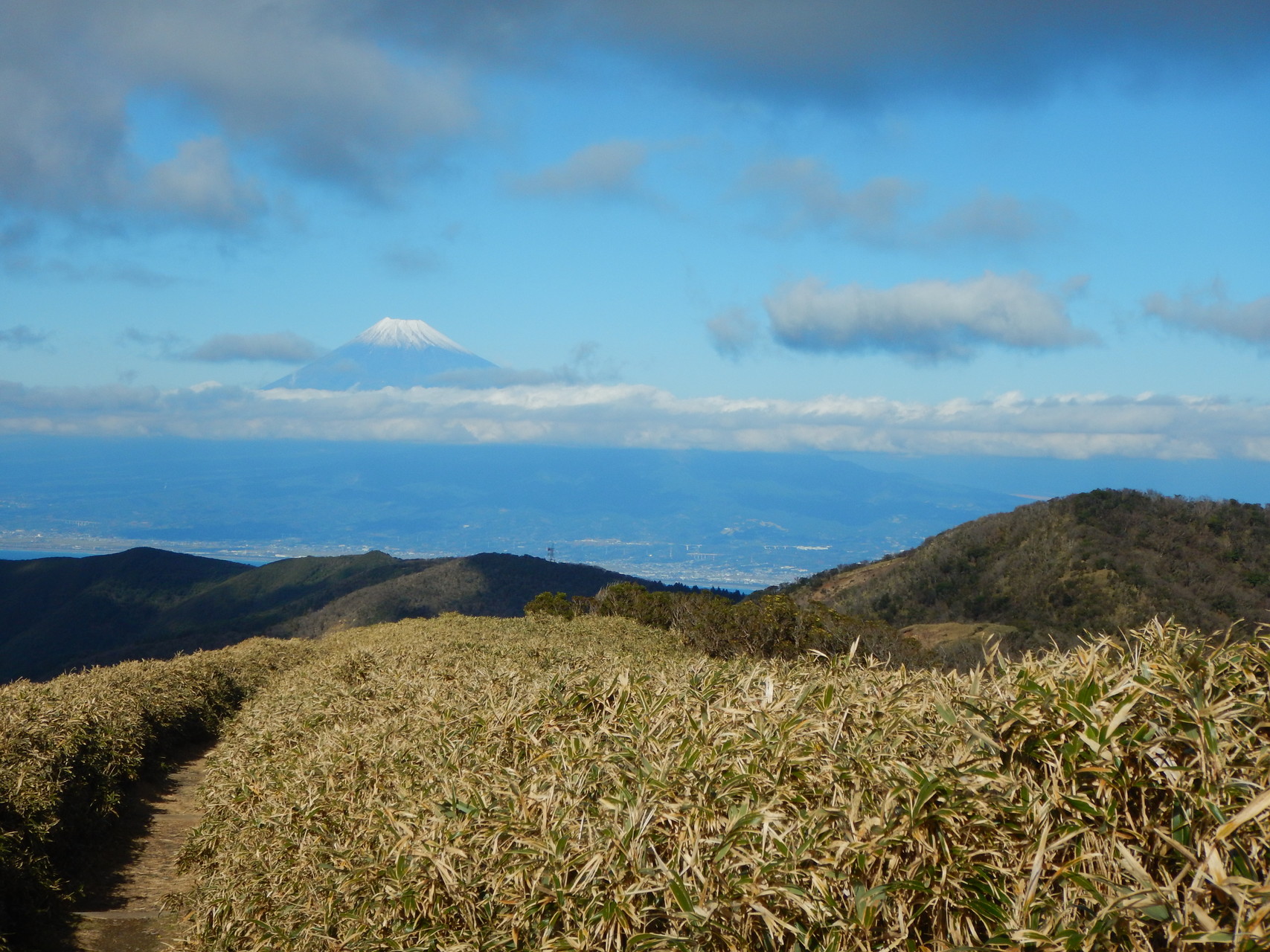 伊豆 金冠山 達磨山 マメザクラ咲く伊豆山稜線歩道へ縦走登山 今日という日を忘れずに