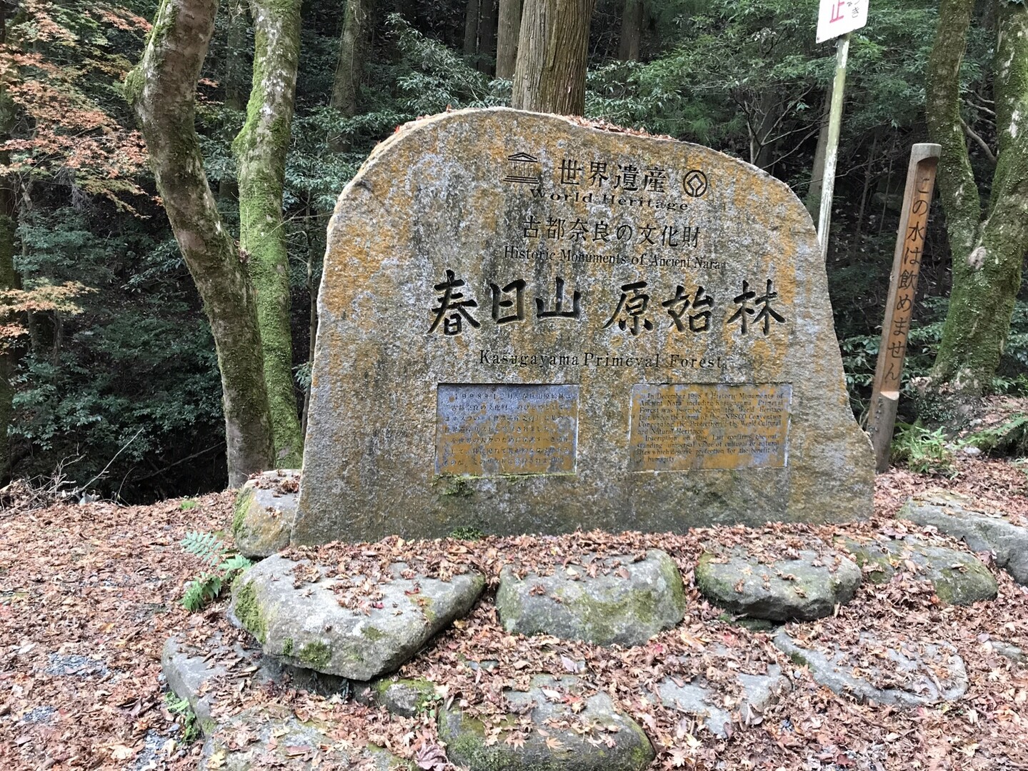 奈良 春日山原始林 / 小作さんの奈良市（東エリア）の活動日記 | YAMAP / ヤマップ