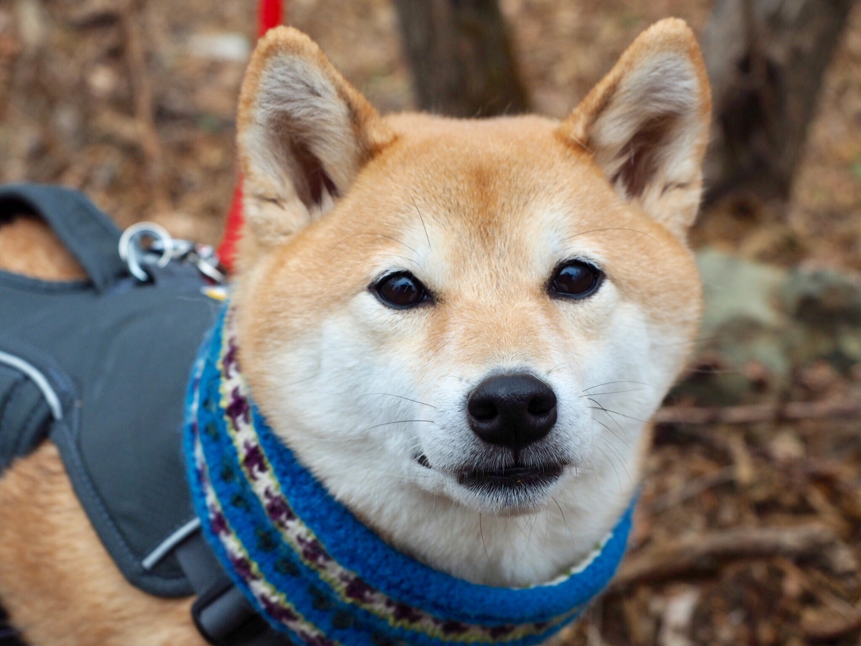 柴犬あんず 関東柴犬サミット In武甲山 のろぞうさんの武甲山 伊豆ヶ岳 小持山の活動日記 Yamap ヤマップ