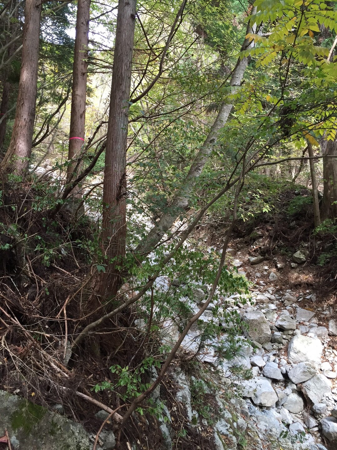 局 つぼね が岳 松阪市 に登りました 局ヶ岳の写真12枚目 そして このあたりで 道に迷うこと 15 Yamap ヤマップ