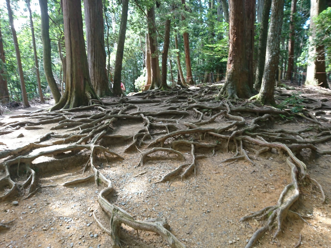 おもてなしの心 で 鞍馬寺から貴船神 しゅうさんのモーメント Yamap ヤマップ