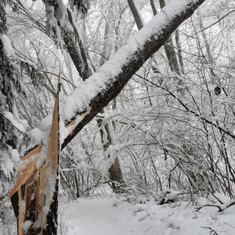 生藤山 雪の重みで折れた!
