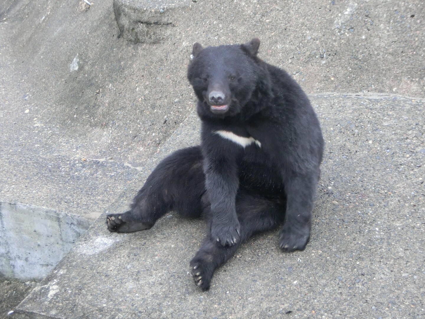 [秋田旅行編2015]阿仁熊牧場くまくま... / 猫息子さんのモーメント YAMAP / ヤマップ