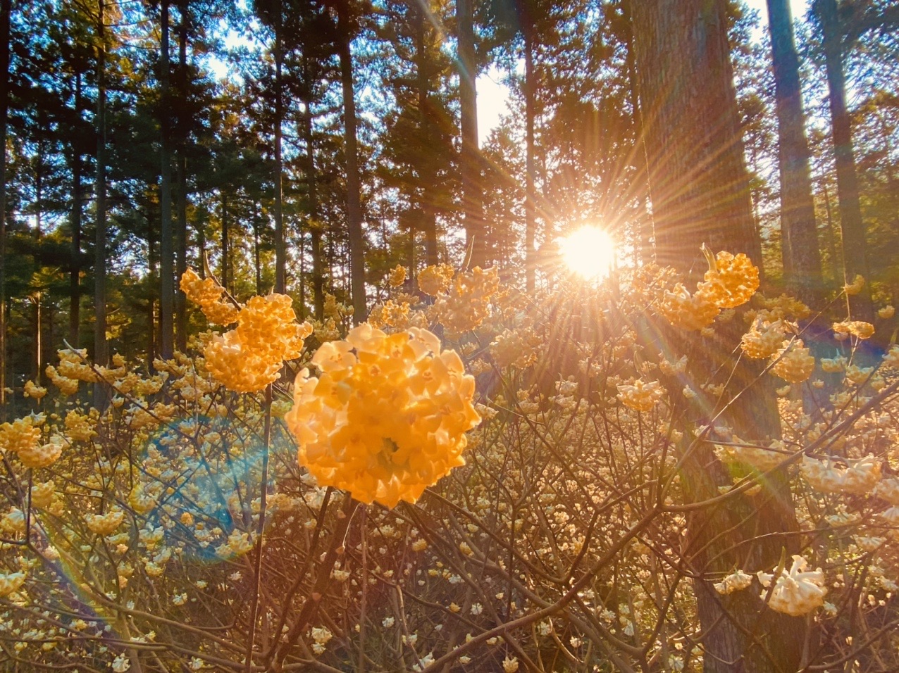 ここはワンダーランド けいすけさんの大洞山 三重県津市 尼ヶ岳の活動データ Yamap ヤマップ