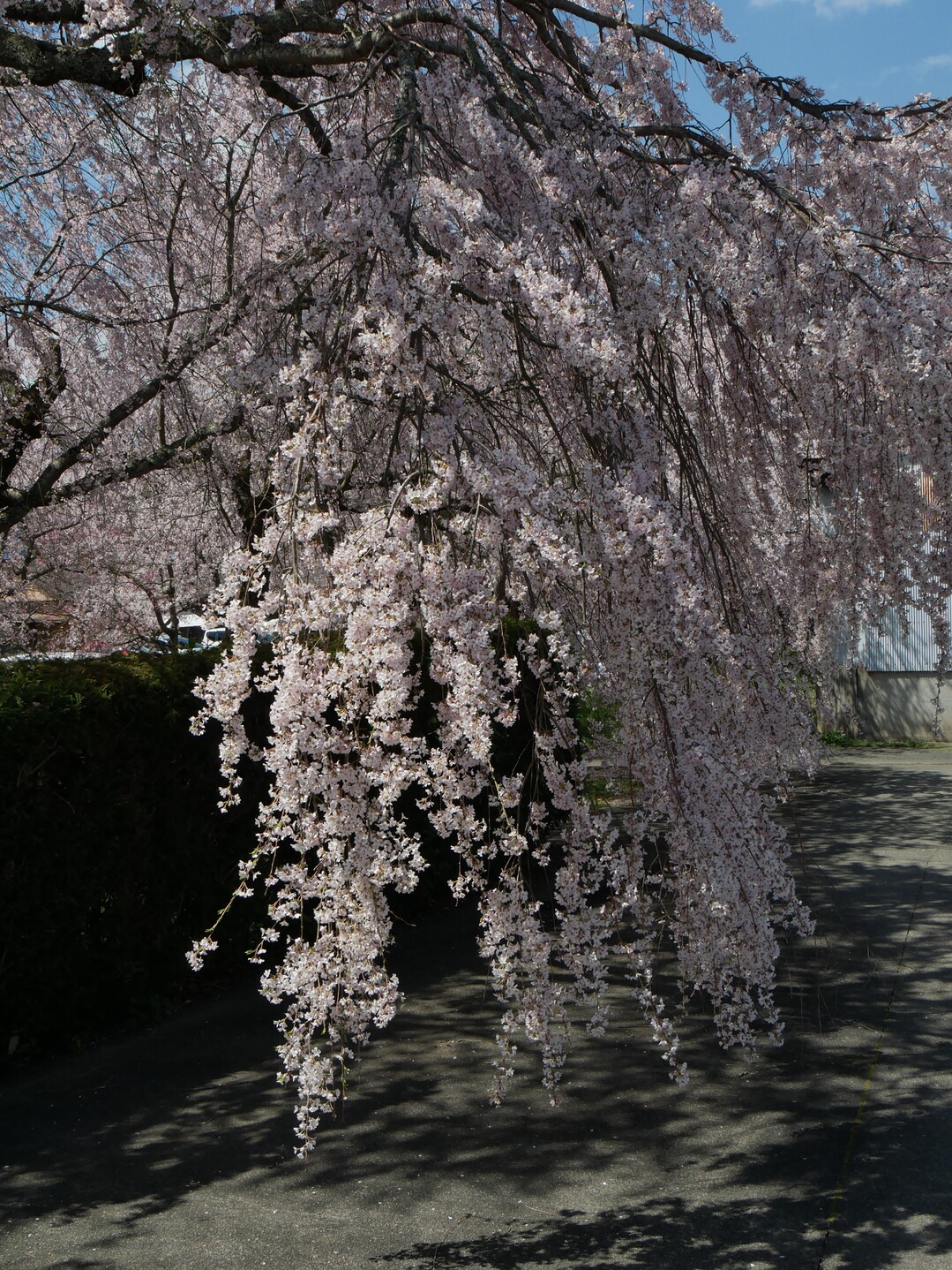 阿東の徳佐八幡宮の枝垂れ桜を観てきました... / ocelot7さんのモーメント | YAMAP / ヤマップ