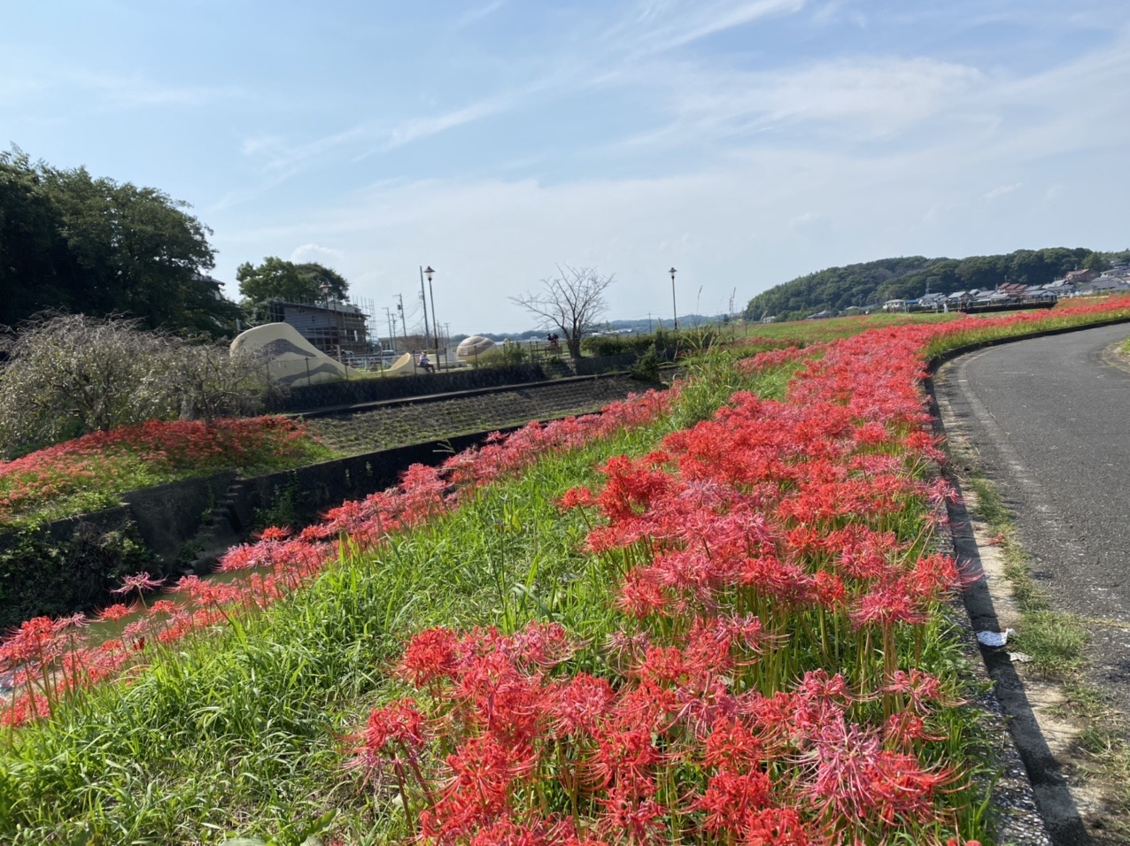矢勝川の彼岸花と権現山 Circeさんの東海道五十三次 池鯉鮒宿 鳴海宿 宮宿 の活動データ Yamap ヤマップ