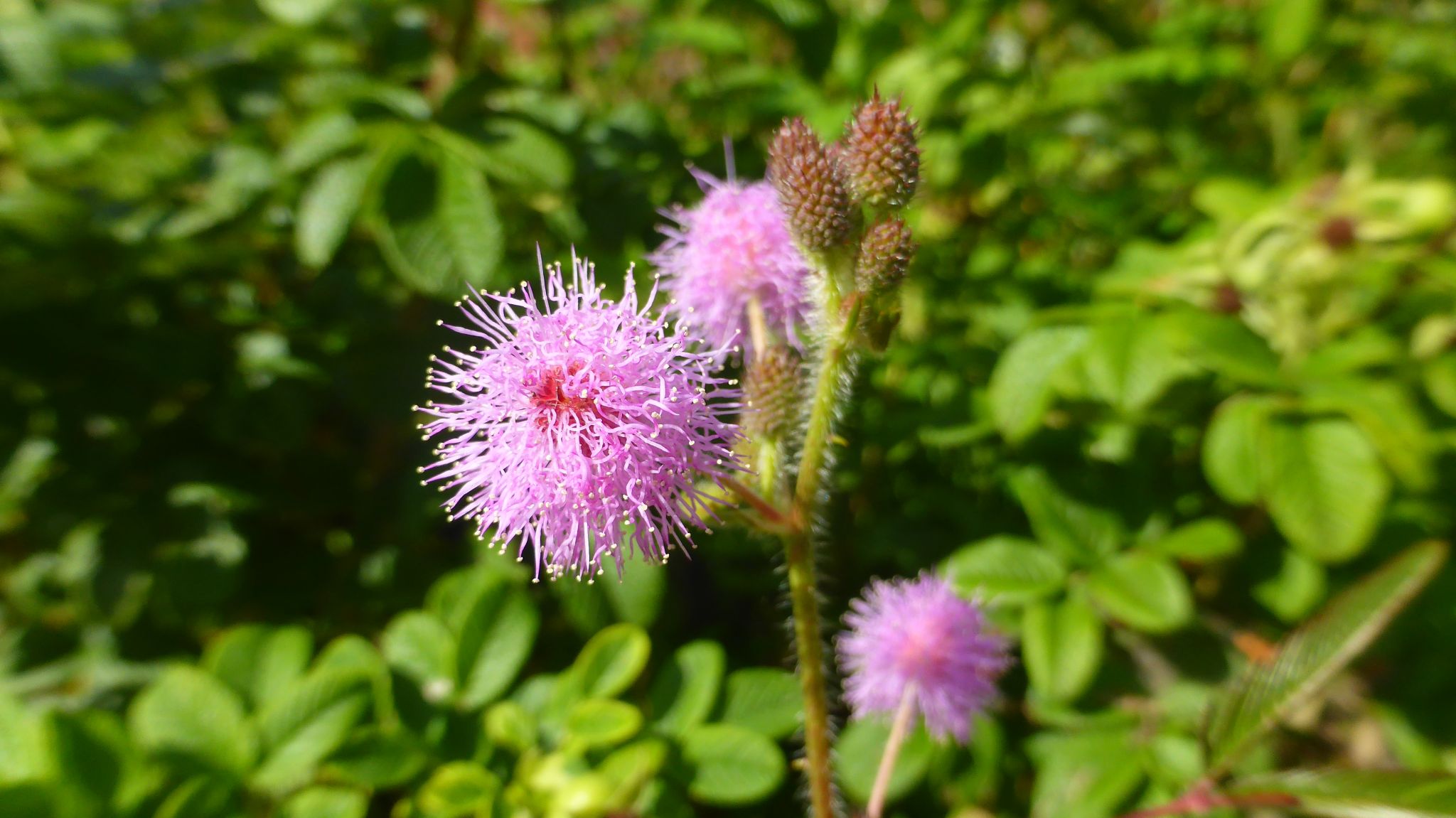 国営武蔵丘陵森林公園へお散歩 れおまるさんの熊谷市の活動日記 Yamap ヤマップ