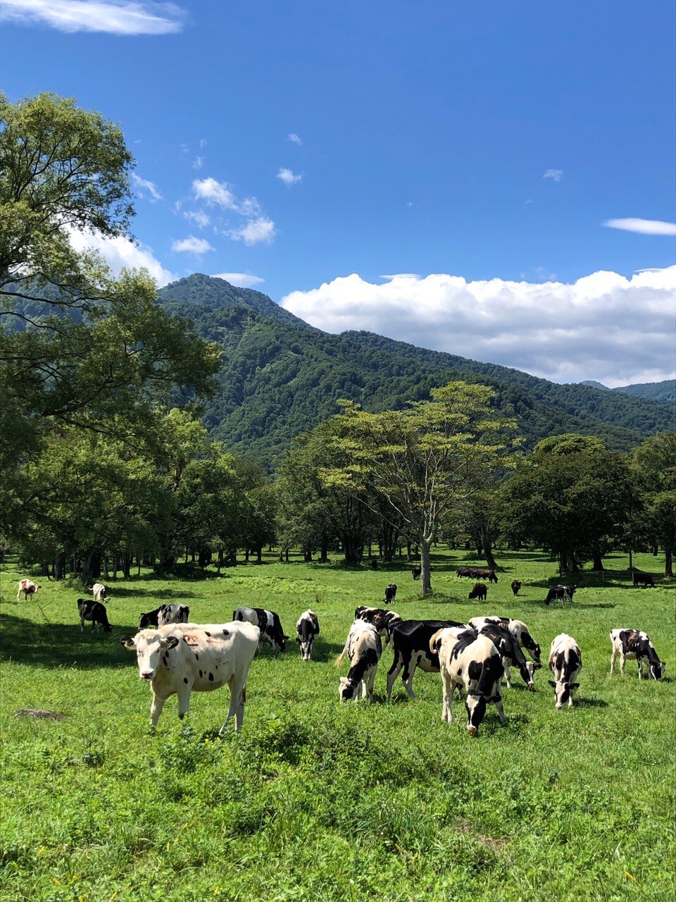 笹ヶ峰散歩21 08 28 こうさんの妙高山 火打山の活動日記 Yamap ヤマップ