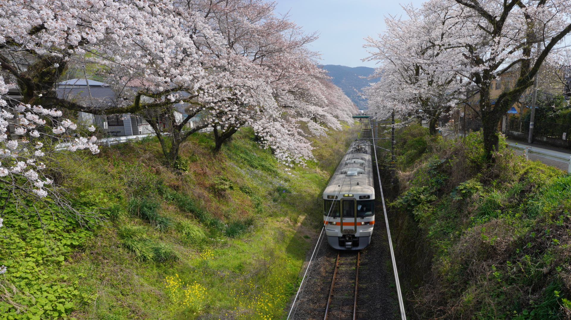 山北駅の電車と桜 洒水の滝 河村城址花いっぱいで春爛漫 アキチャン1491さんの高松山 大野山の活動データ Yamap ヤマップ