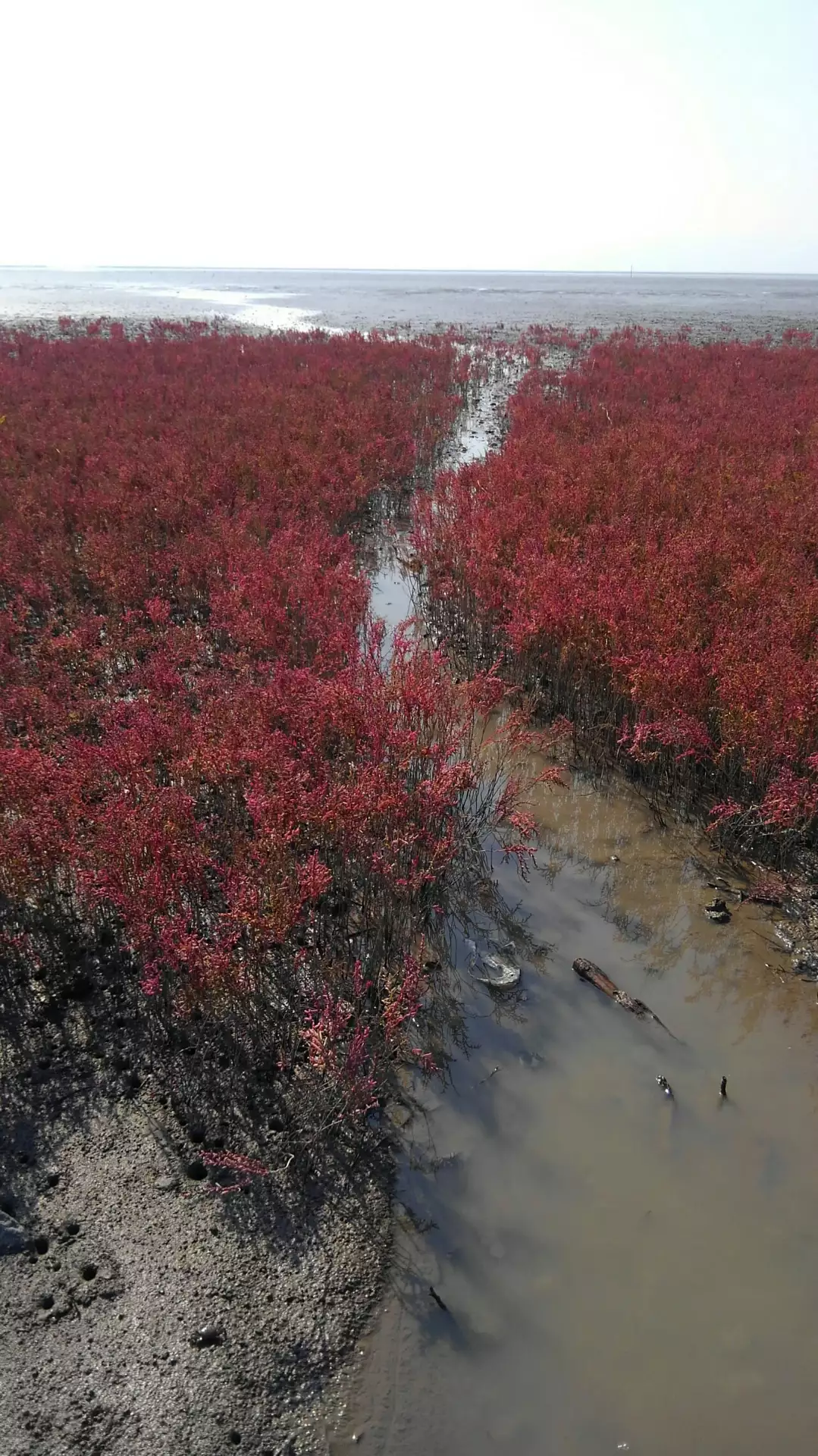塩生植物 紅葉のシチメンソウ 有明海 こっこさんの佐賀市の活動データ Yamap ヤマップ