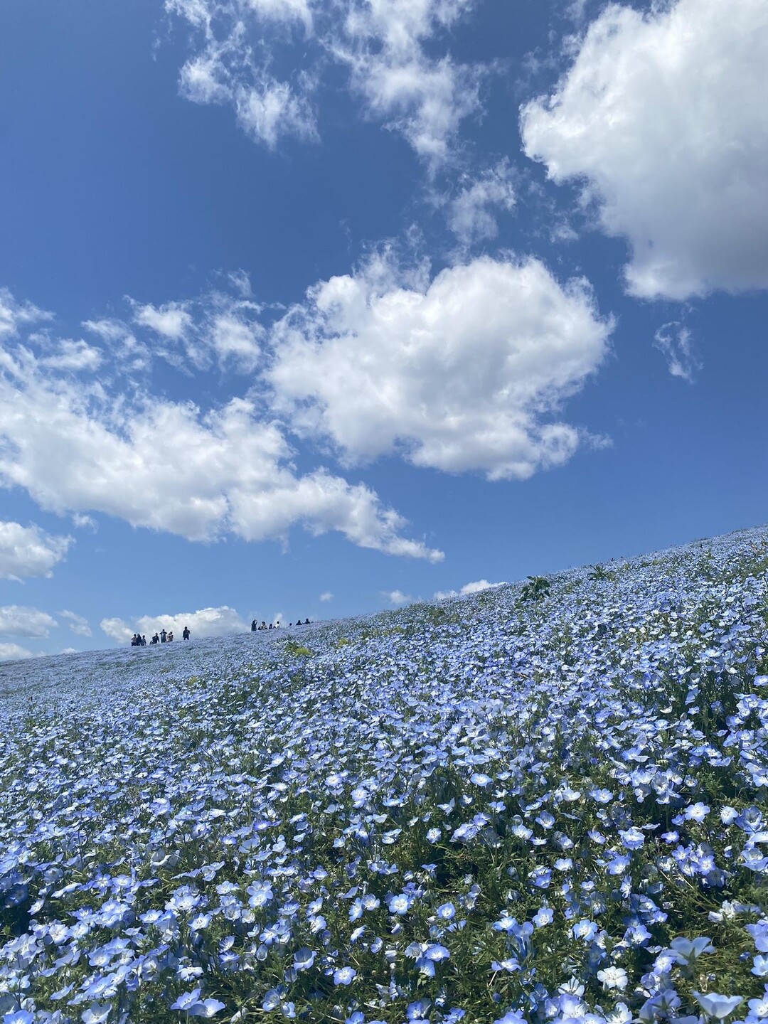 4月27日☀️ひたちなか海浜公園ネモフィ... / 春さんのモーメント YAMAP / ヤマップ