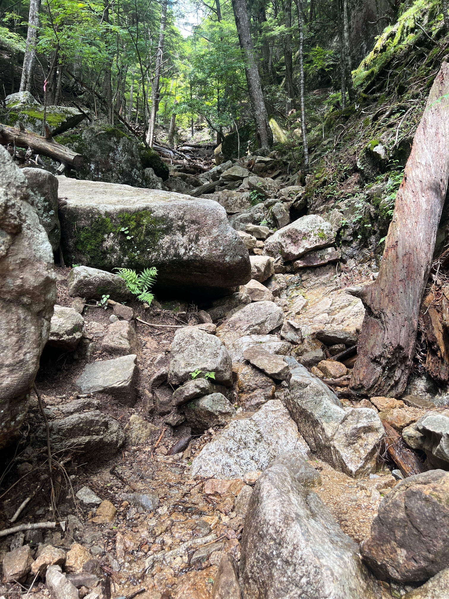 一気に、急登。下から見ての 予想通り。